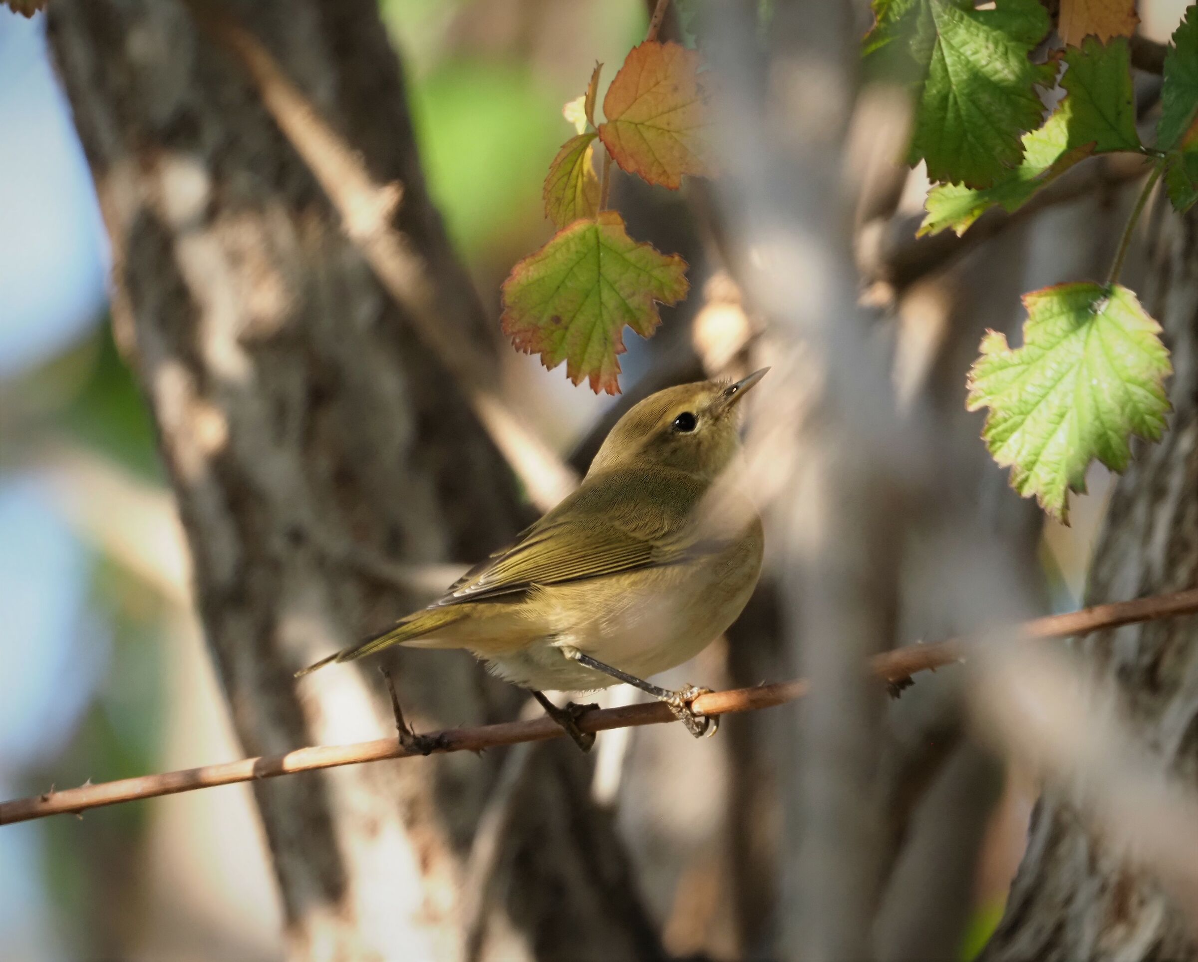 Luì Piccolo (Phylloscopus collybita)