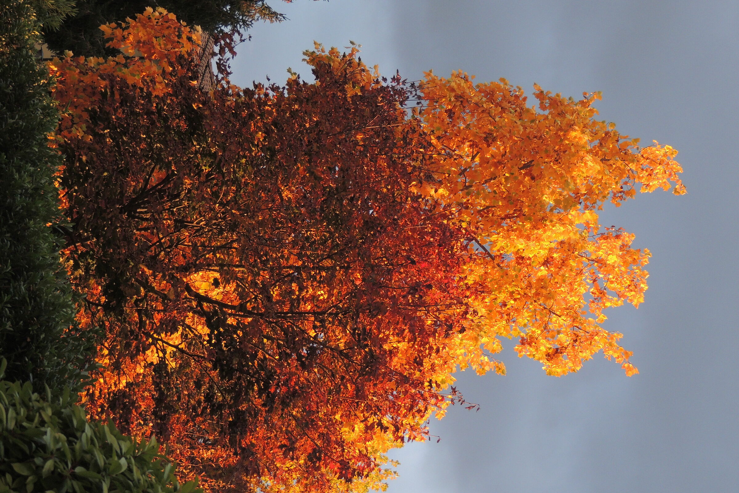 alberi al crepuscolo