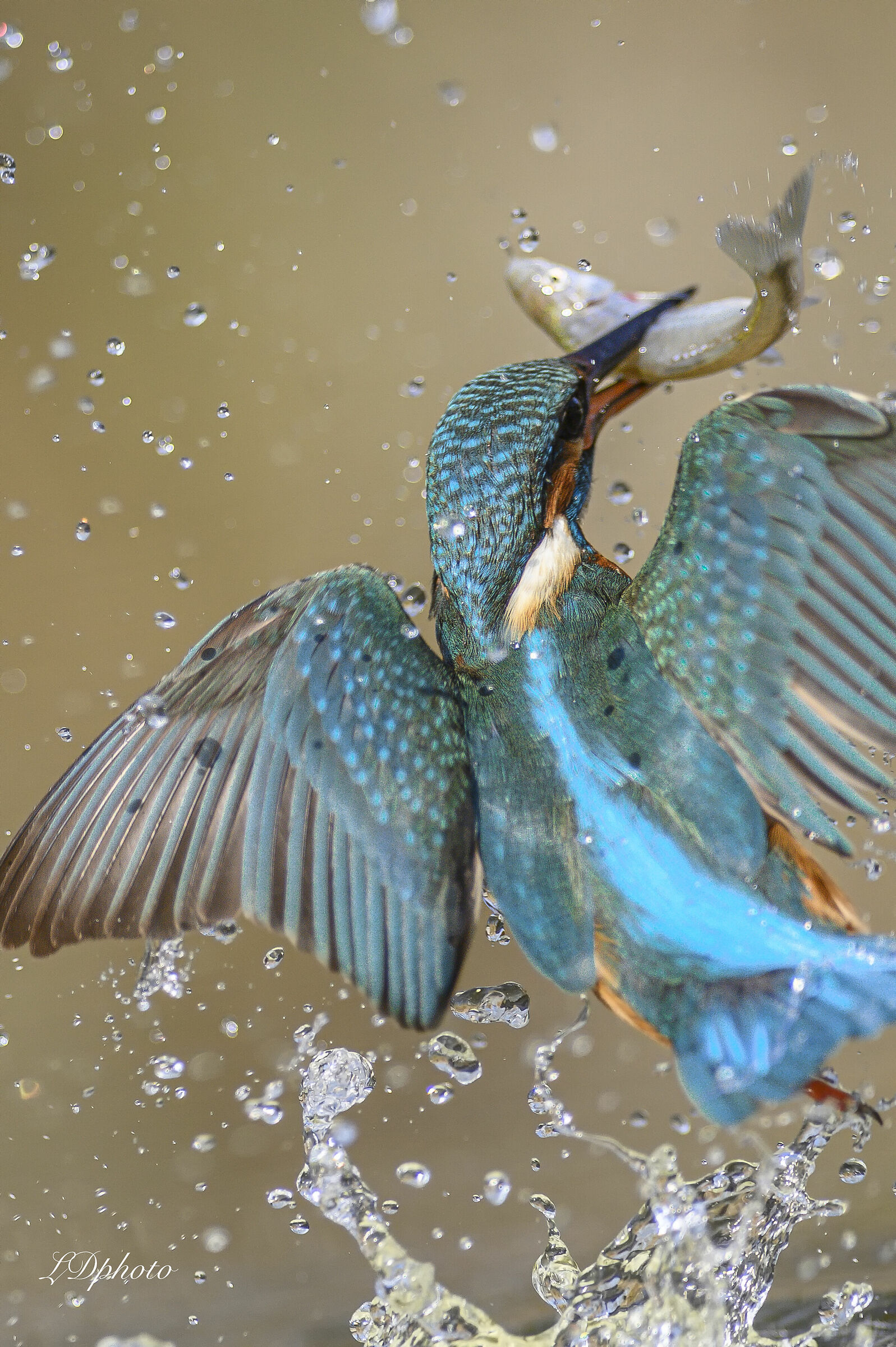 Martin pescatore (F)