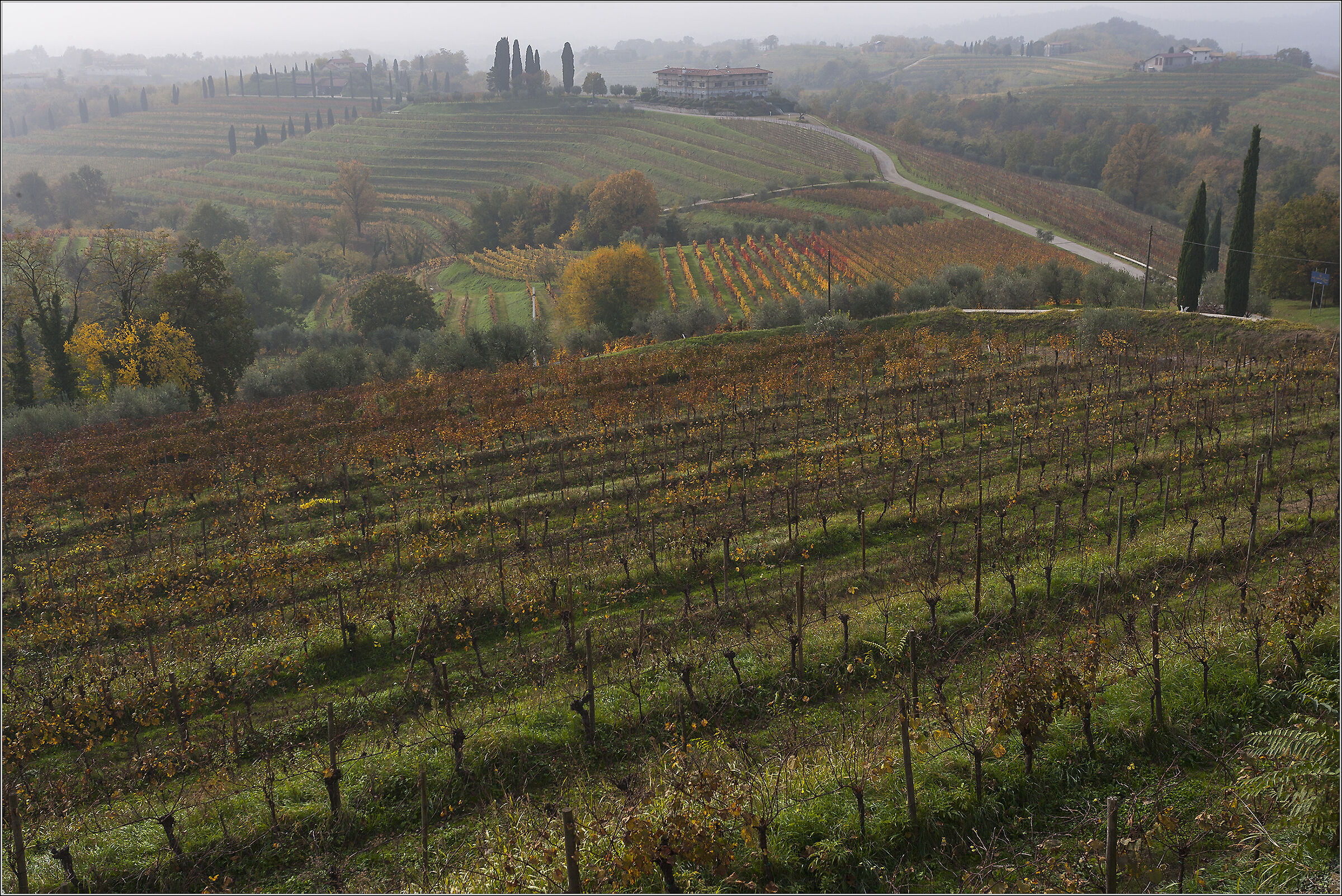 vigneti d'autunno