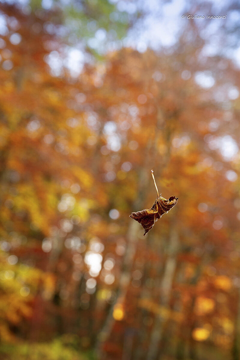 In autumn the leaves fall....