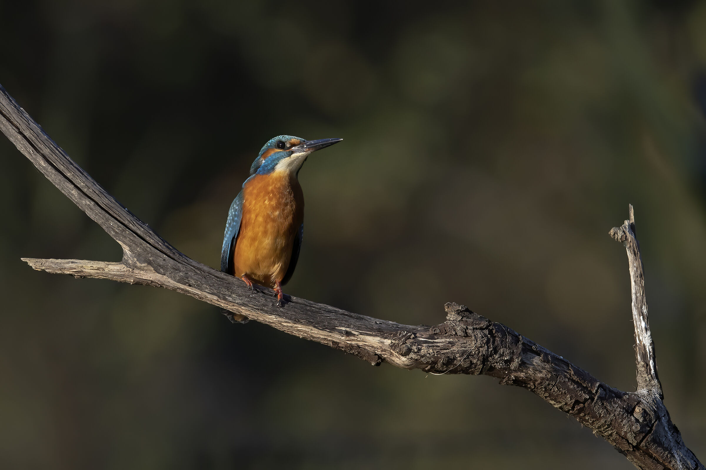 Kingfisher