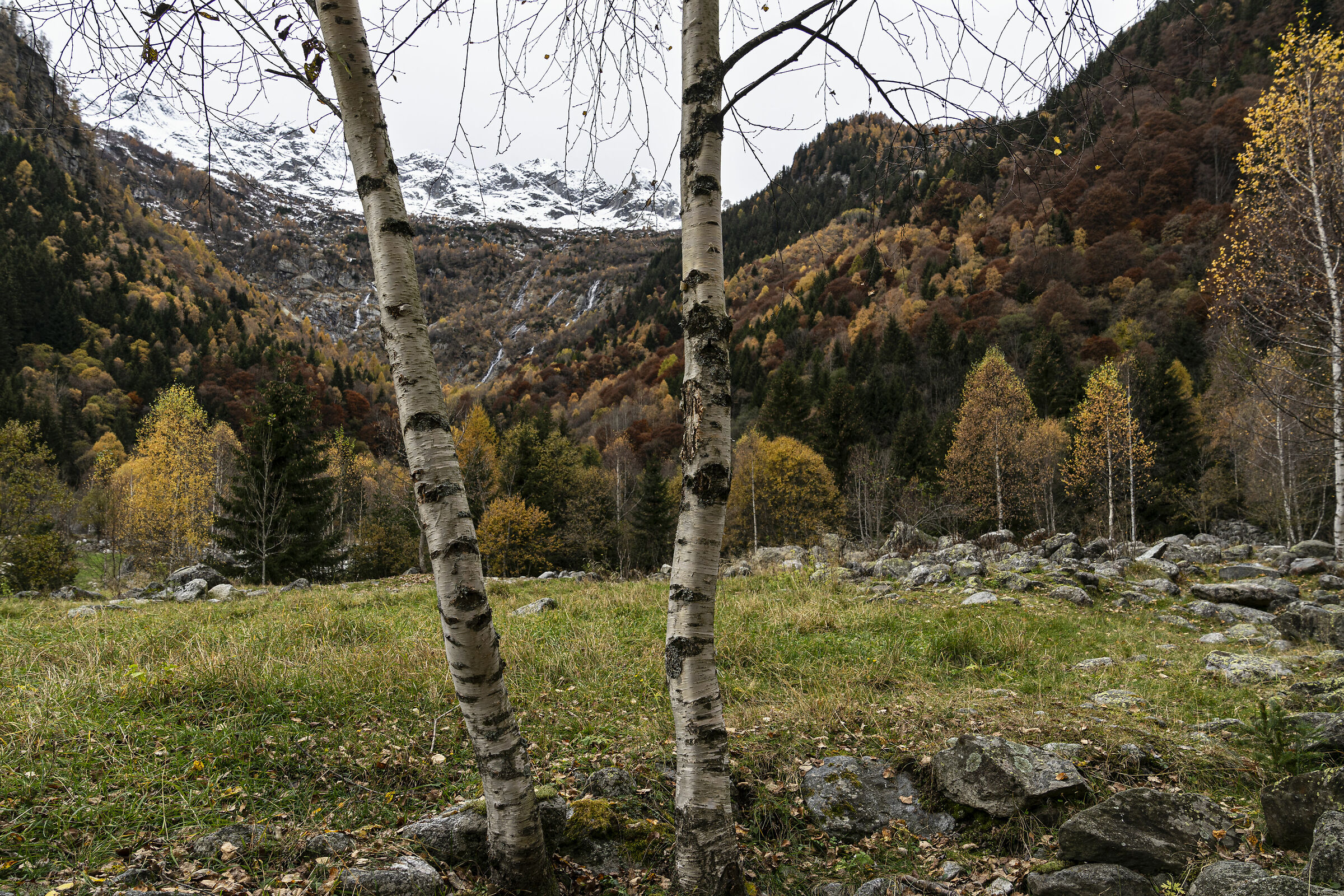 Birches, Baths of Masino