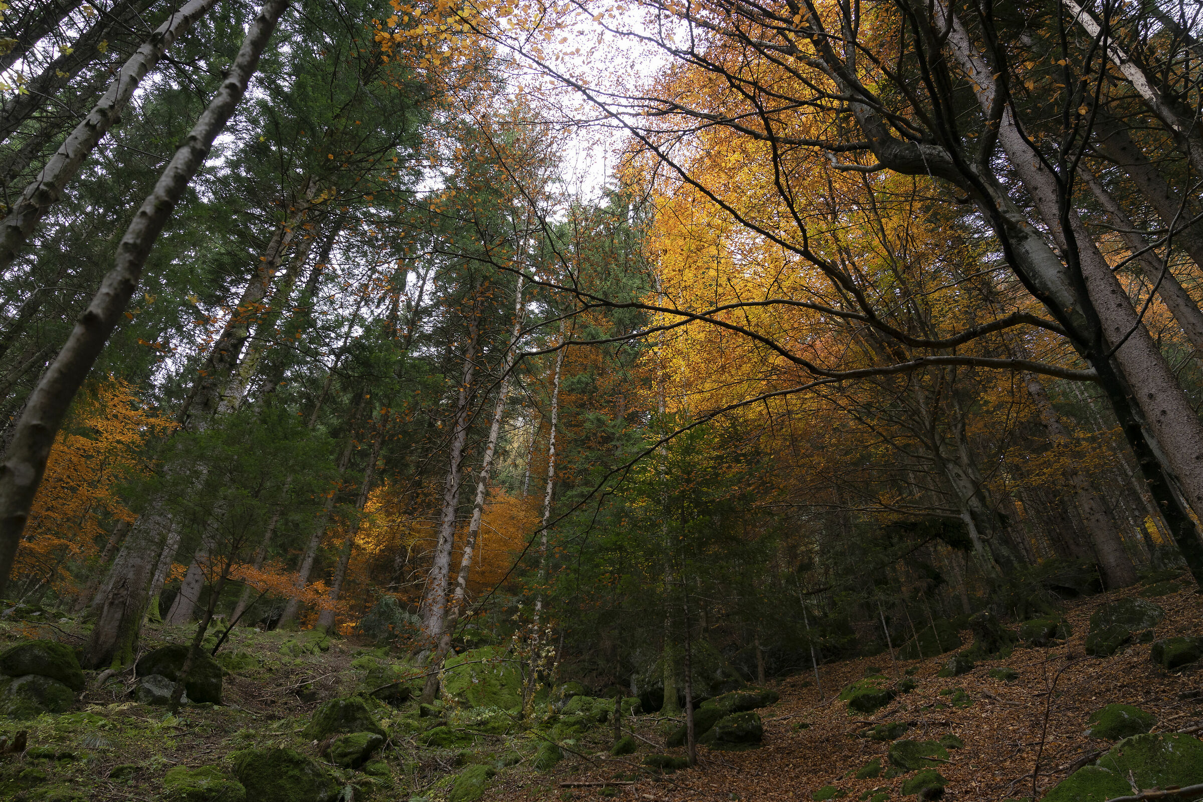 Incanto nella Foresta Solo
