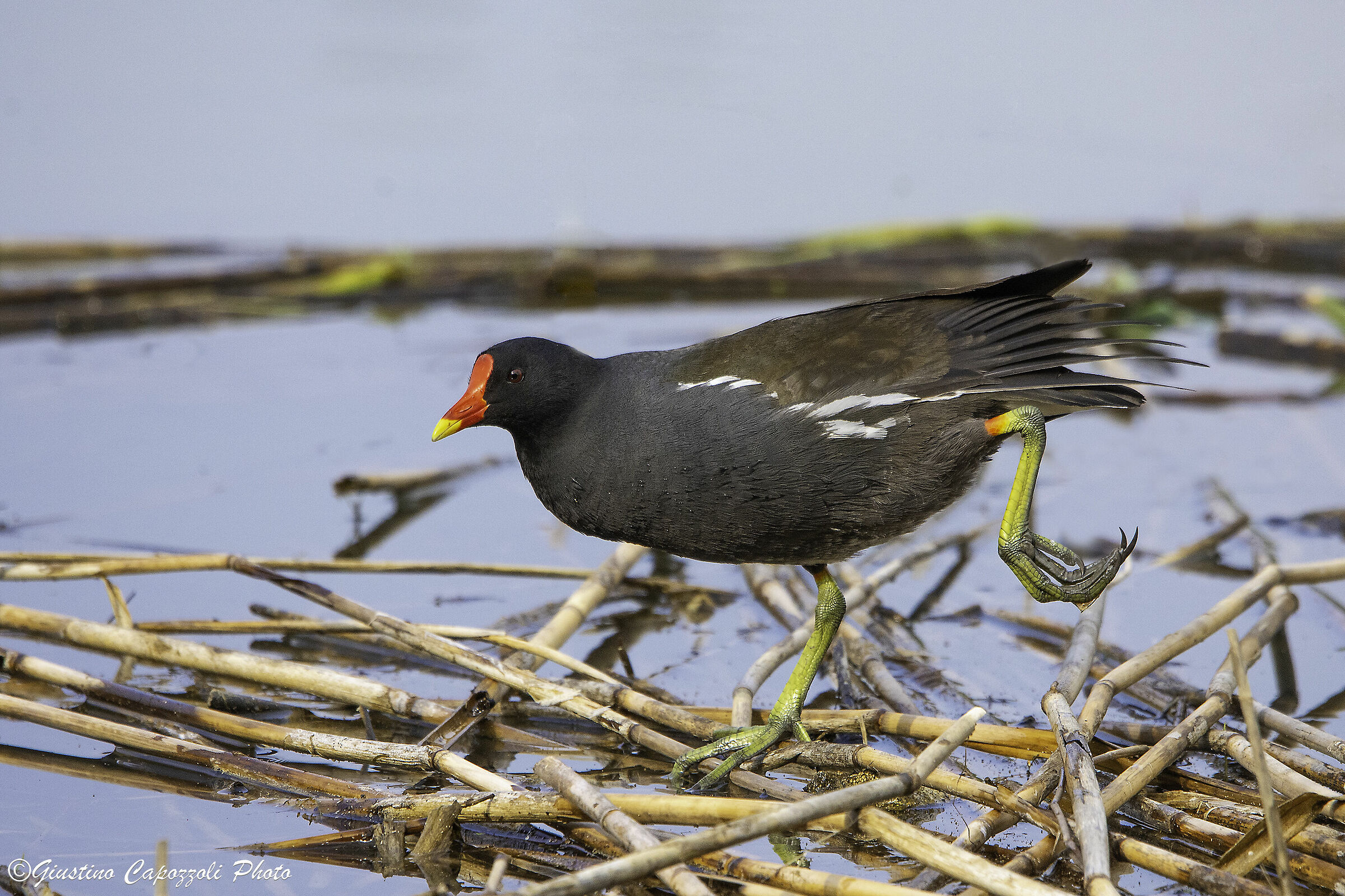 Water Gallinule