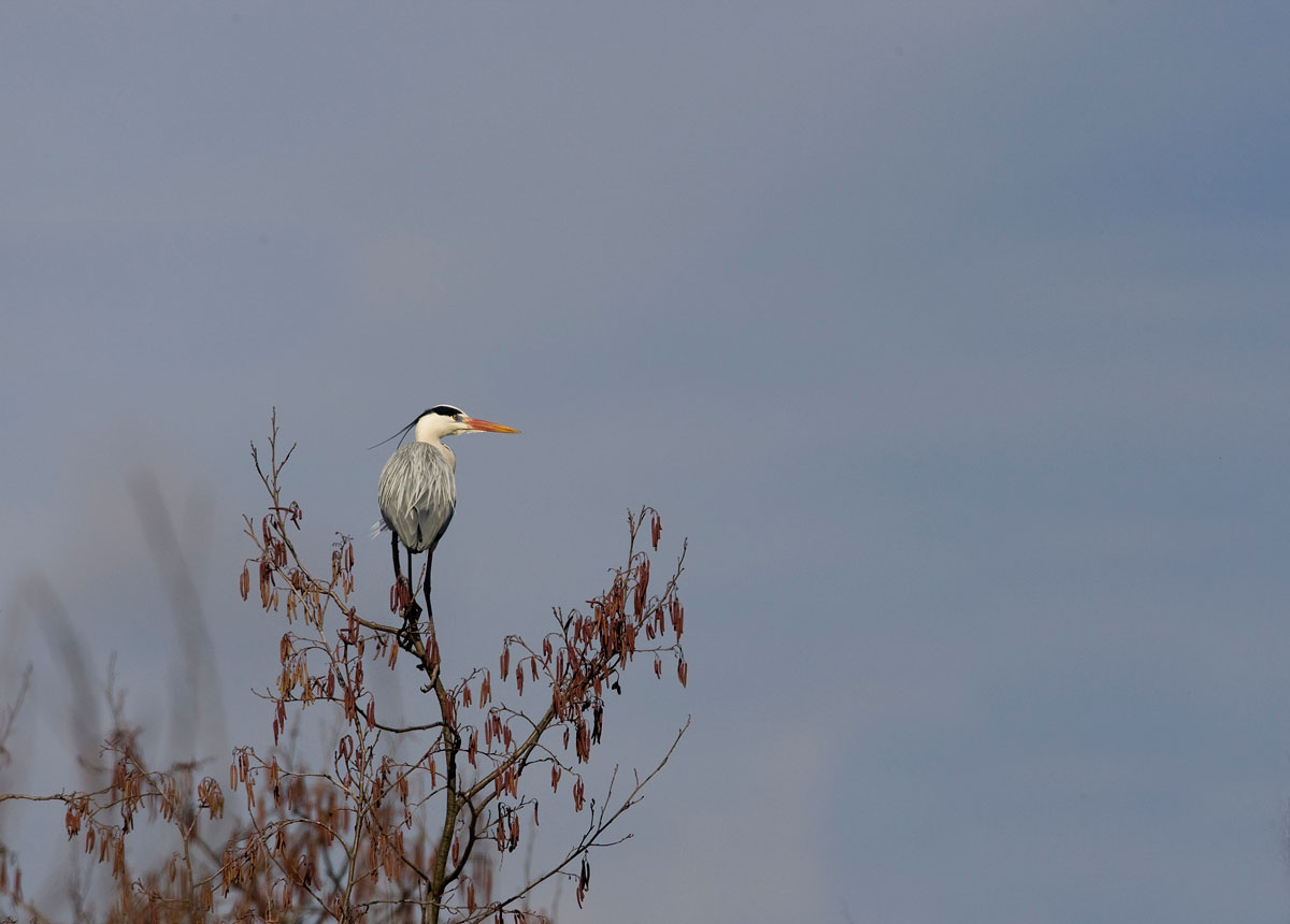 Solitario e minimalista