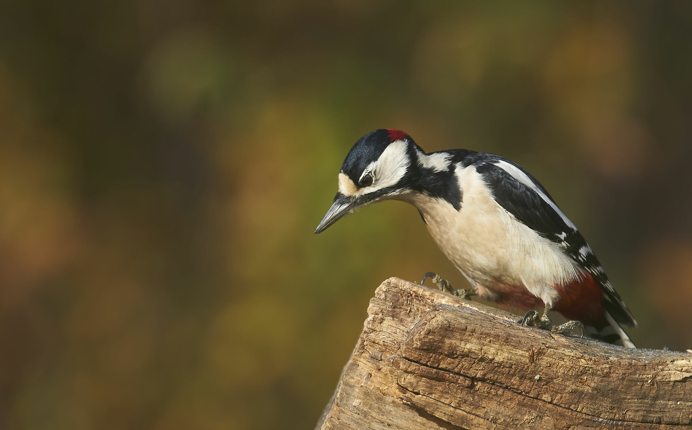 Great spotted Woodpecker