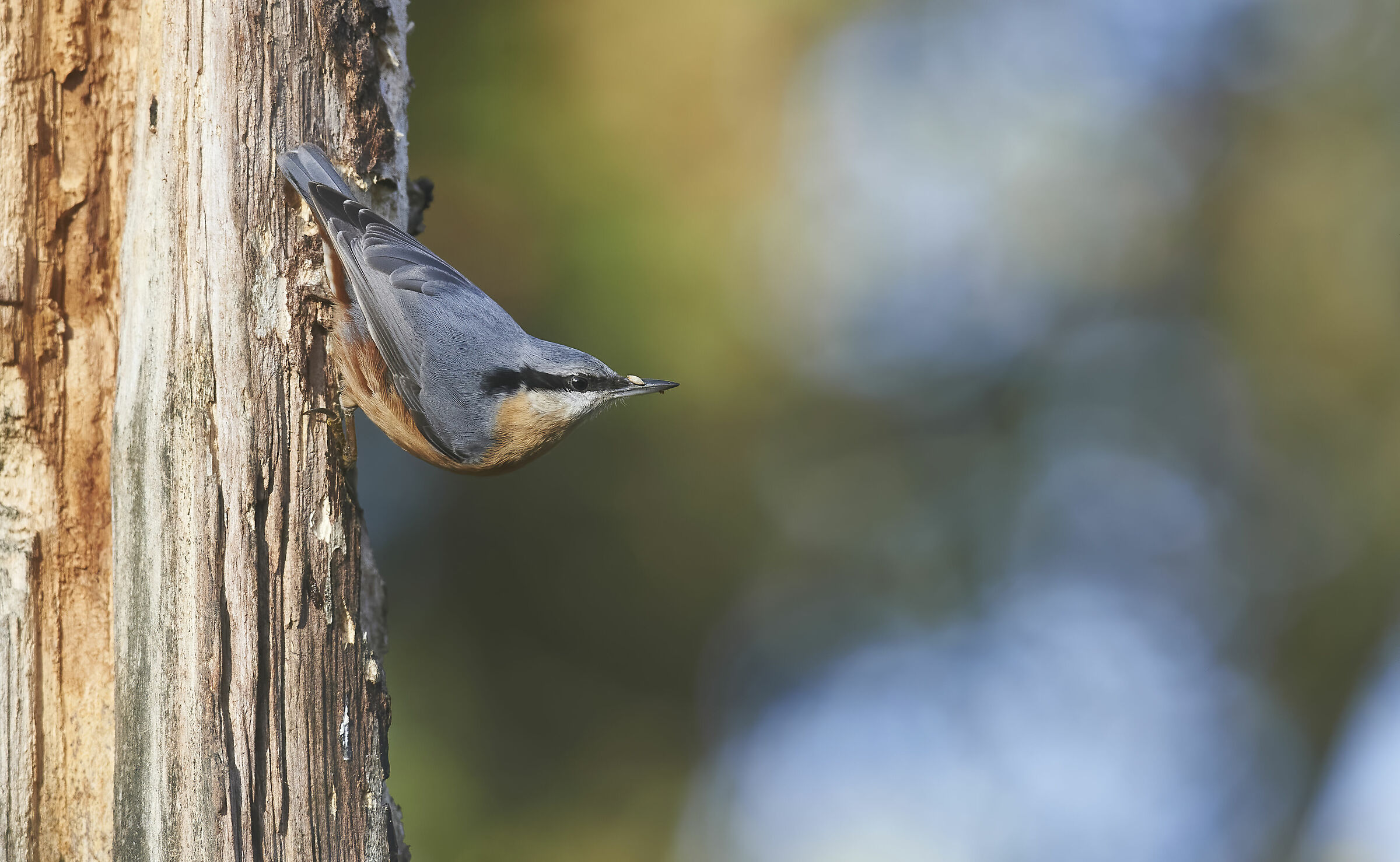 Nuthatch