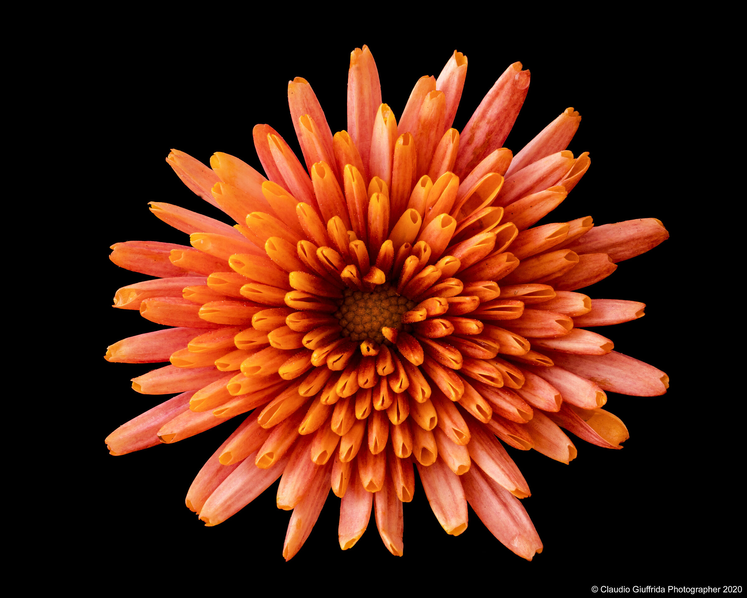 Chrysanthemum sp.