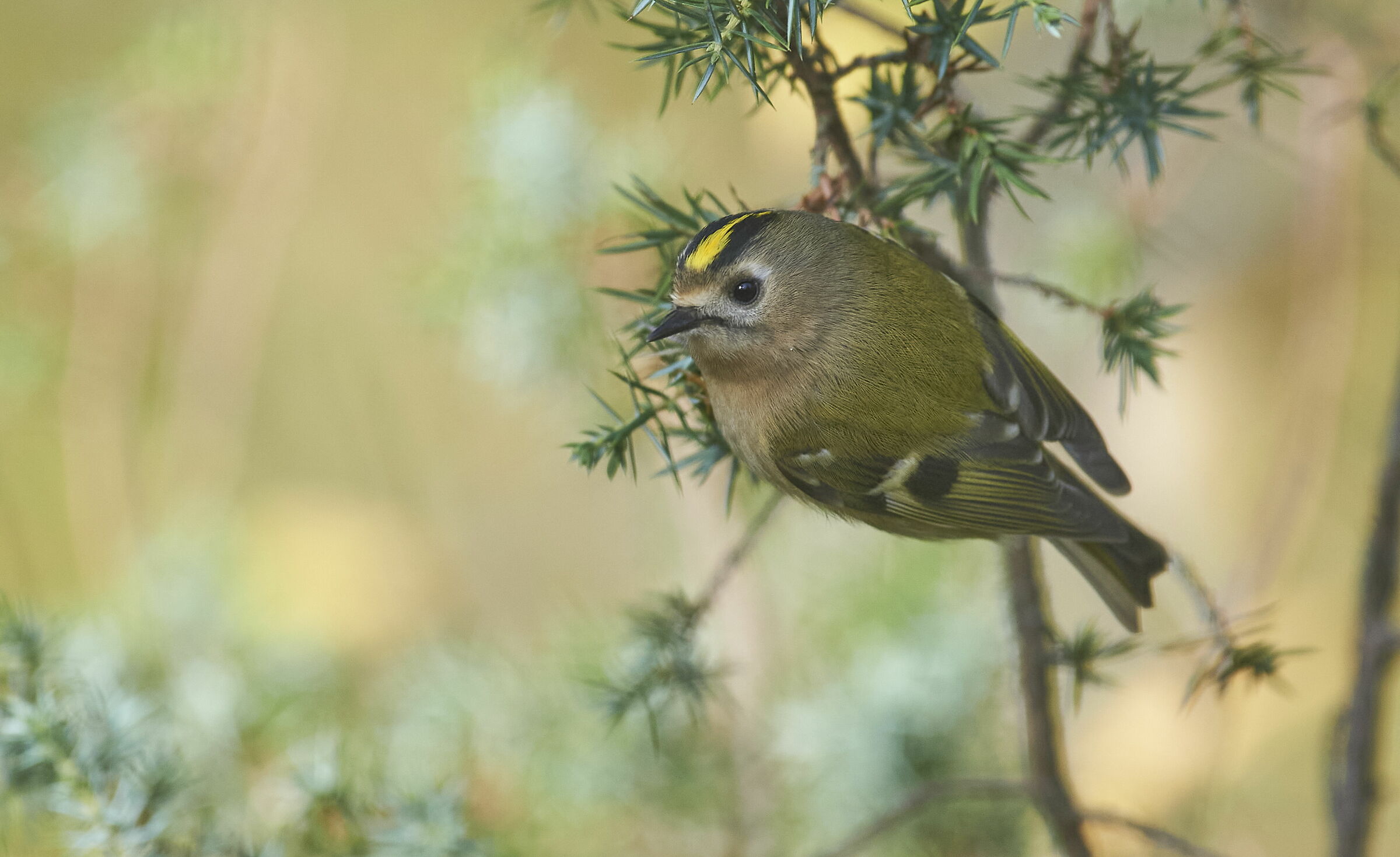 Goldcrest