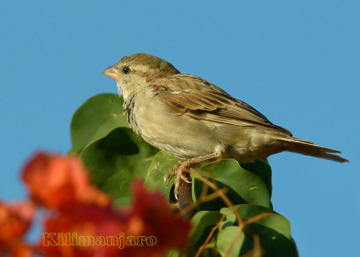 Passero equatoriale Kenya 2013