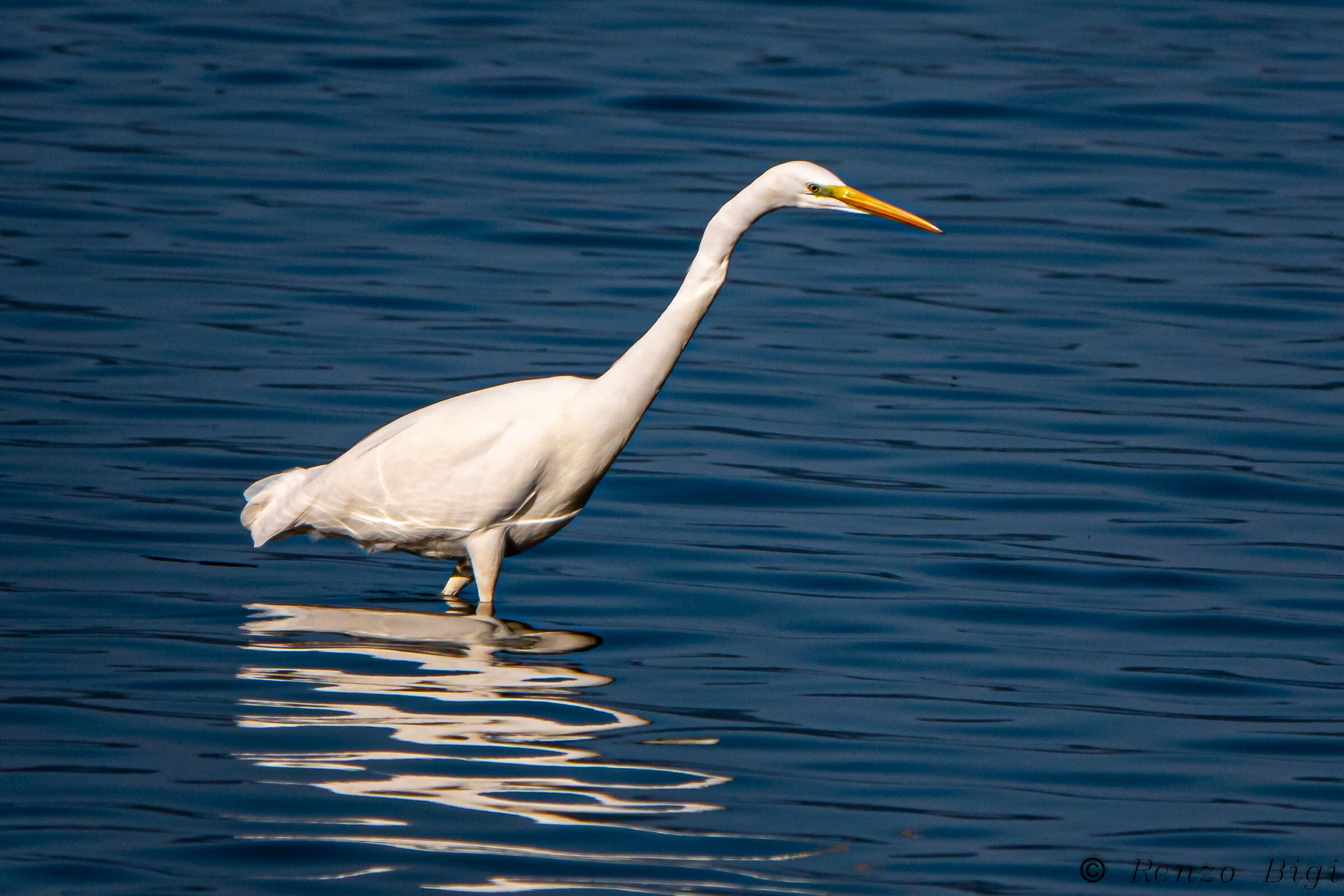 Greater white heron