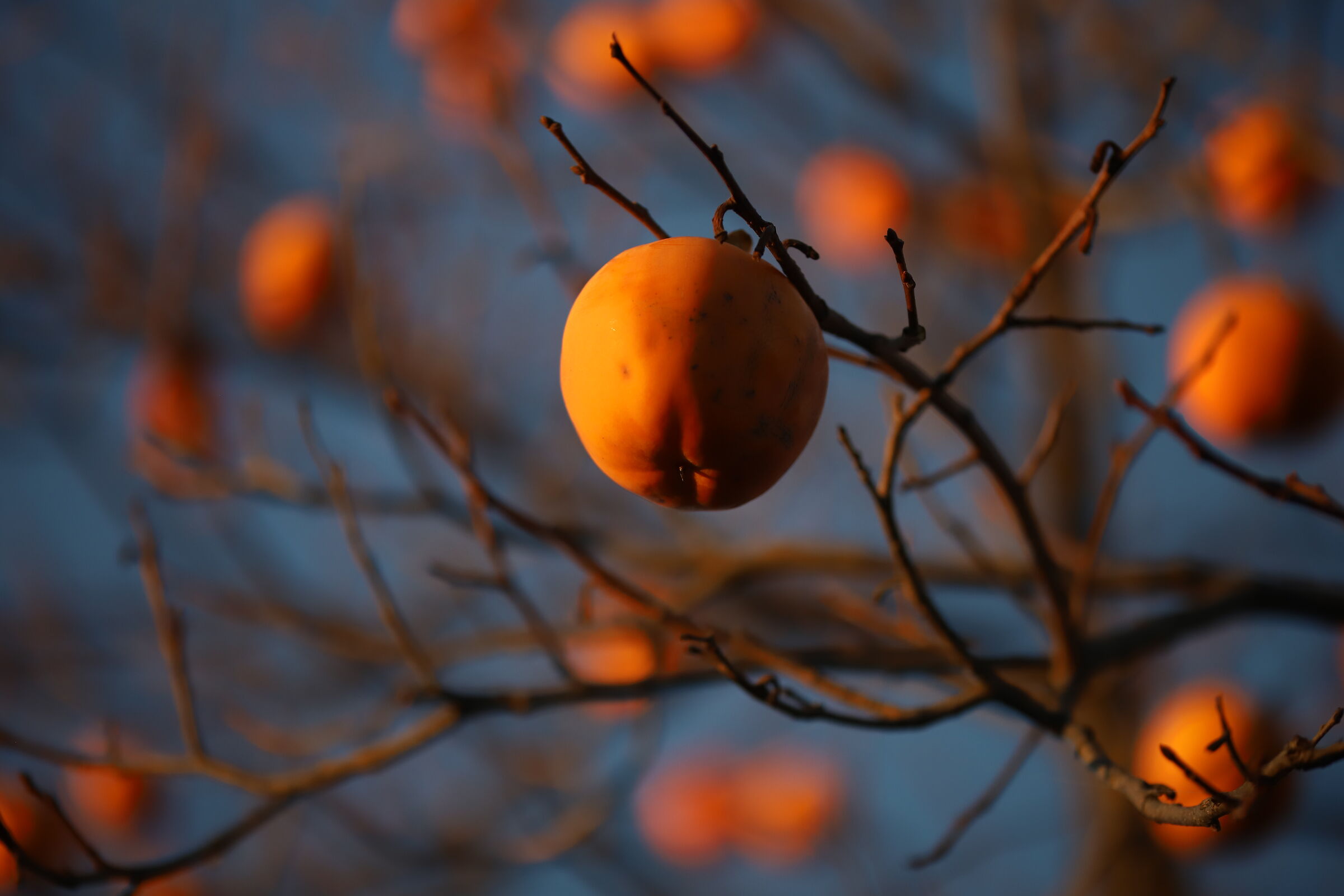 Autumn fruit