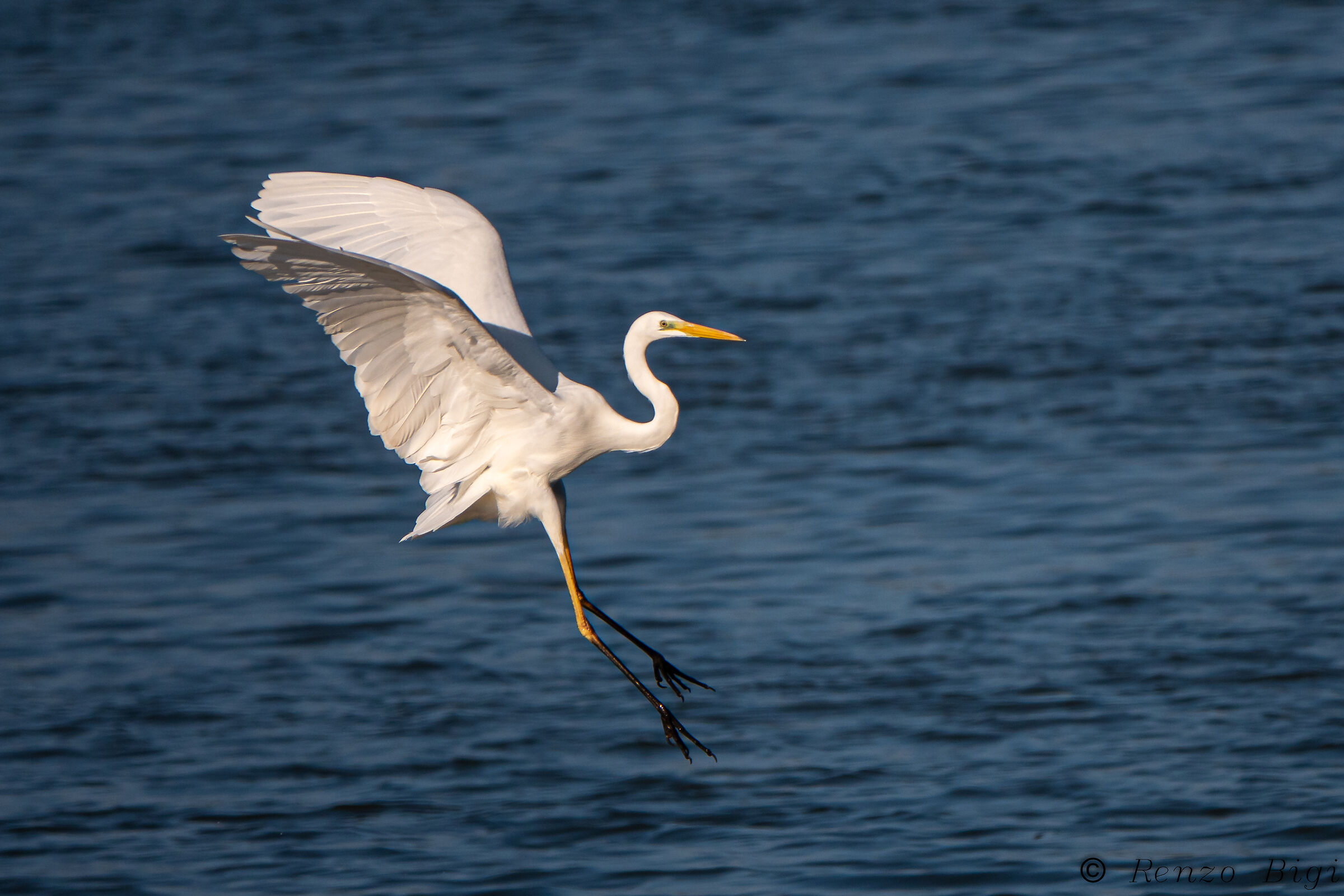 Greater white heron
