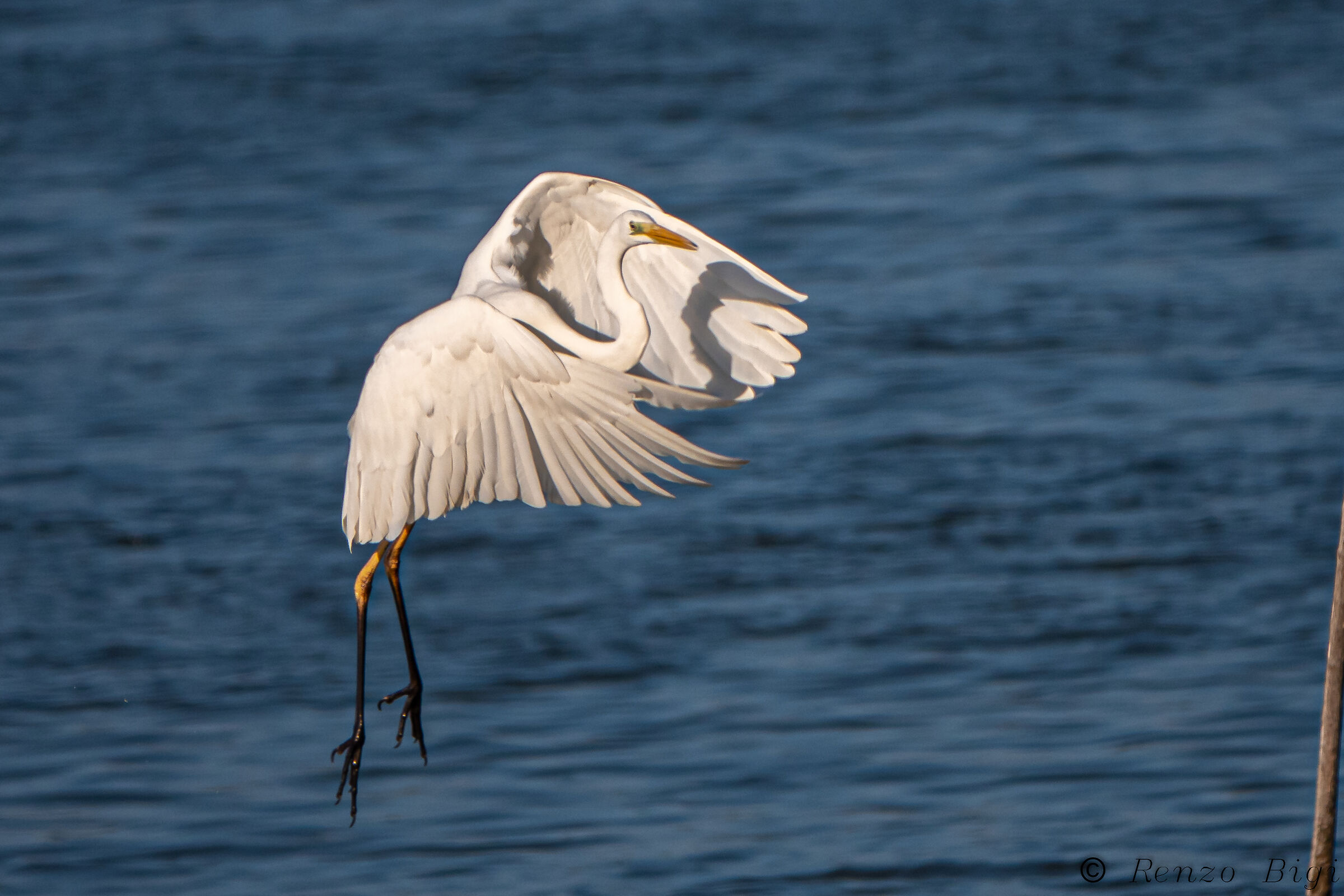Greater white heron