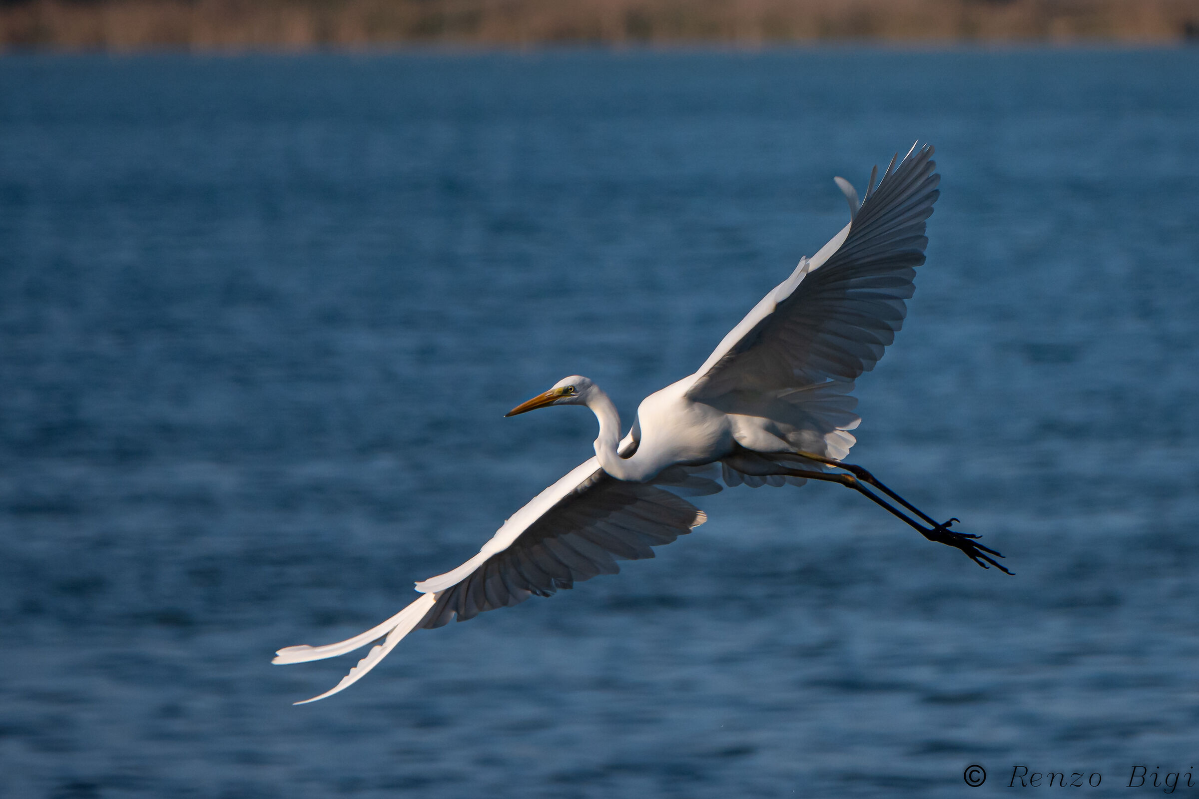 Greater white heron