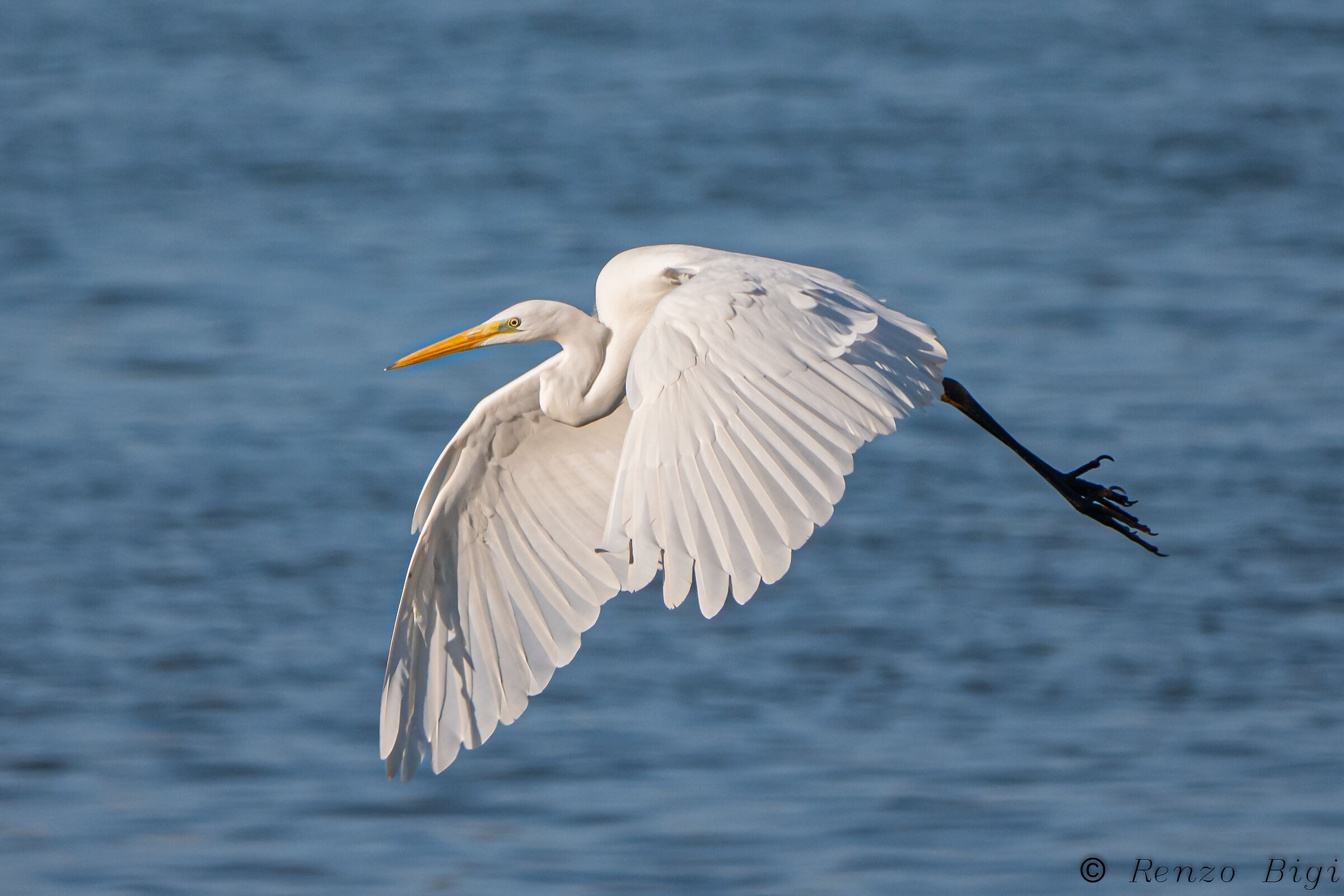 Greater white heron