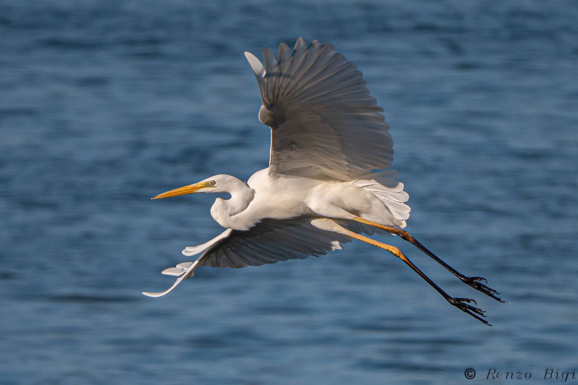 Greater white heron