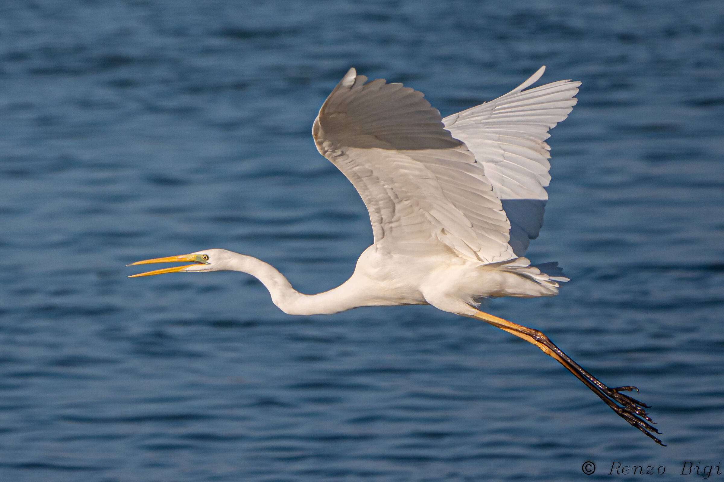 Greater white heron