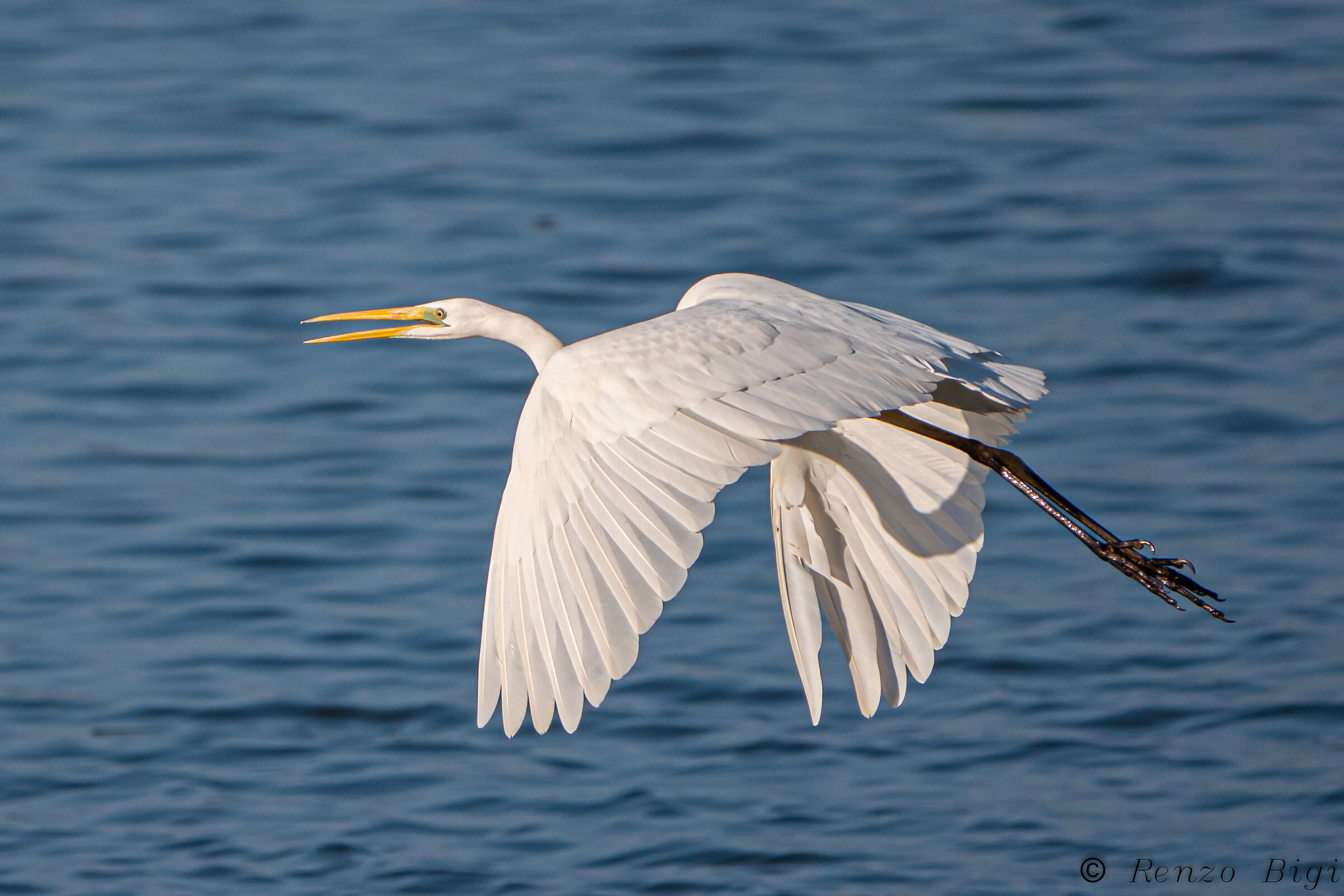 Greater white heron