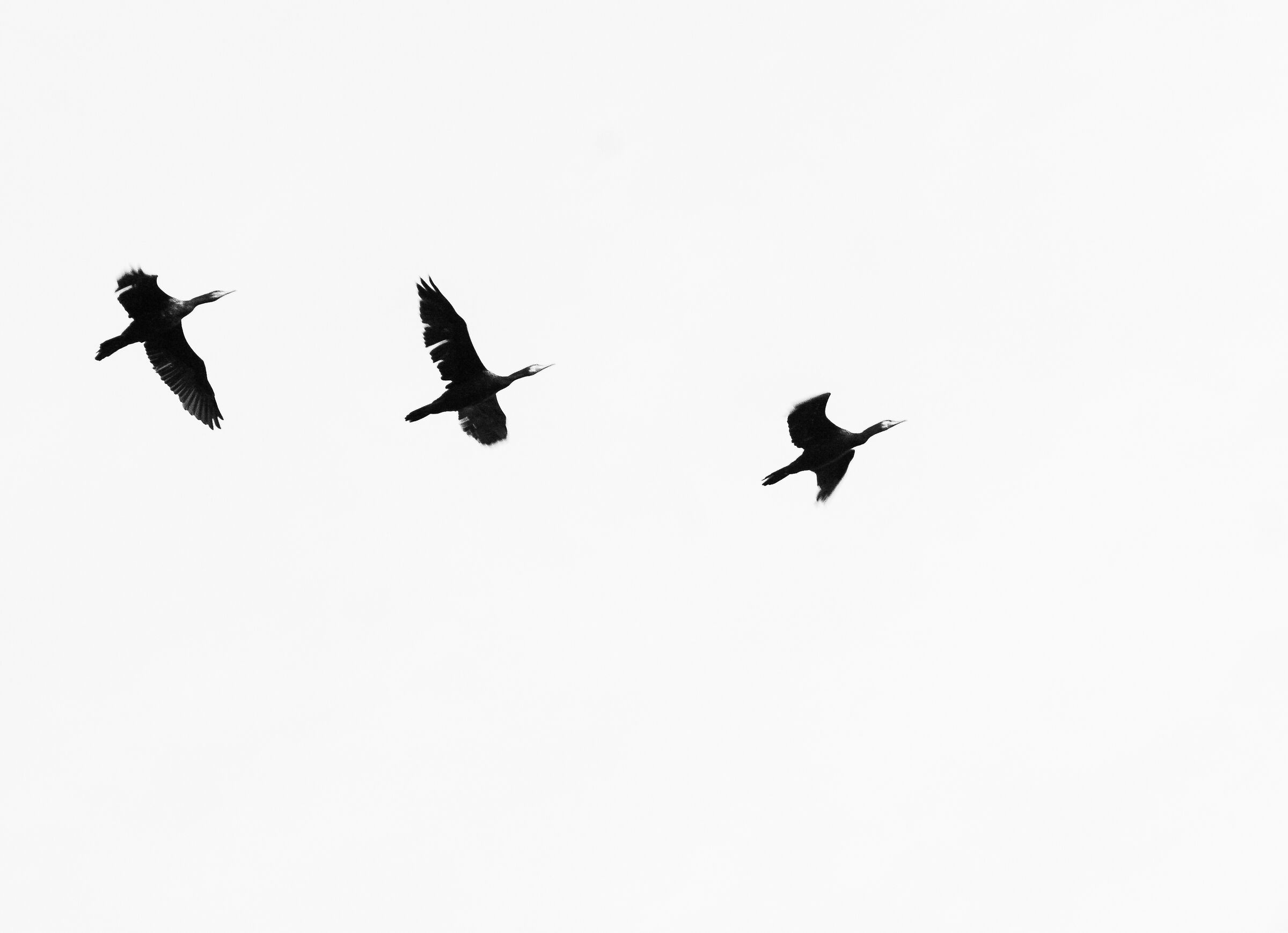 Cormorants (Phalacrocorax carbo)