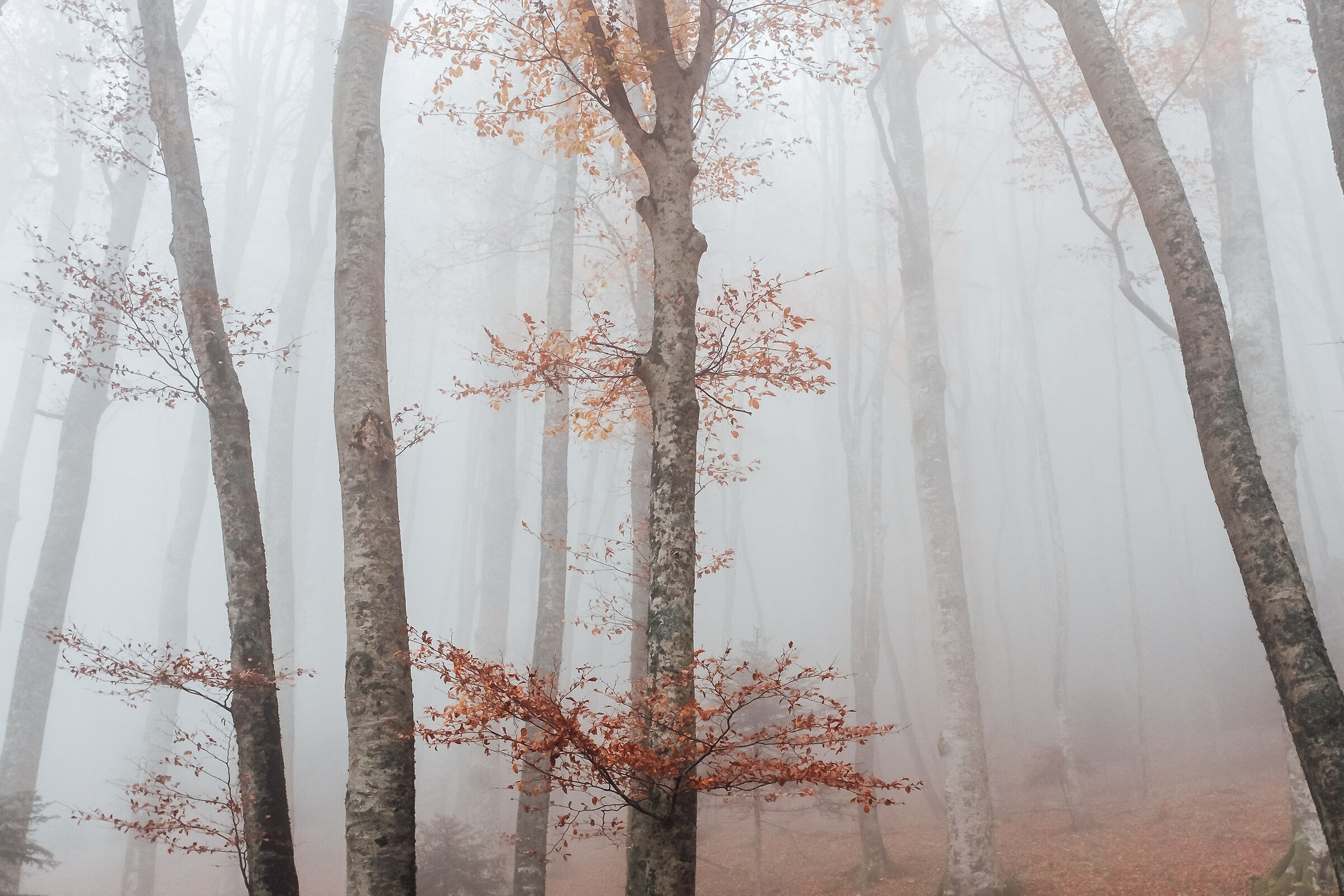 la pace dell'autunno