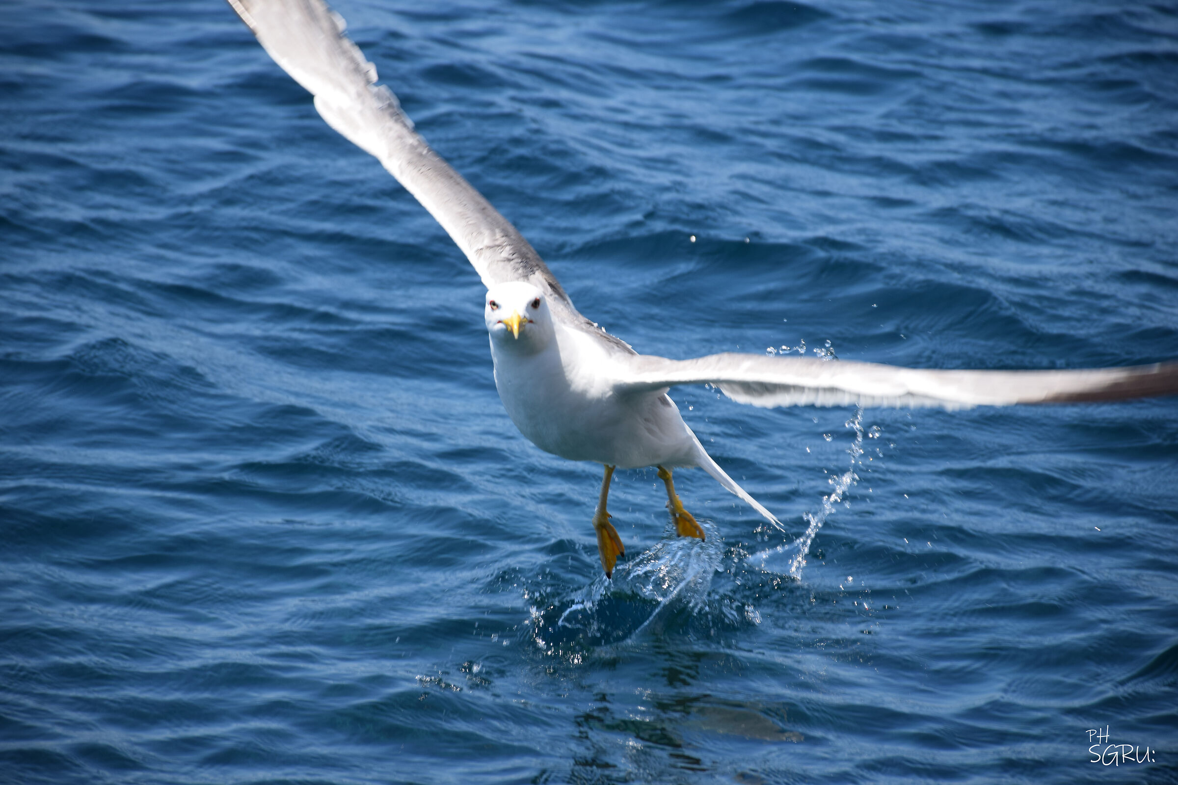 la planata del gabbiano
