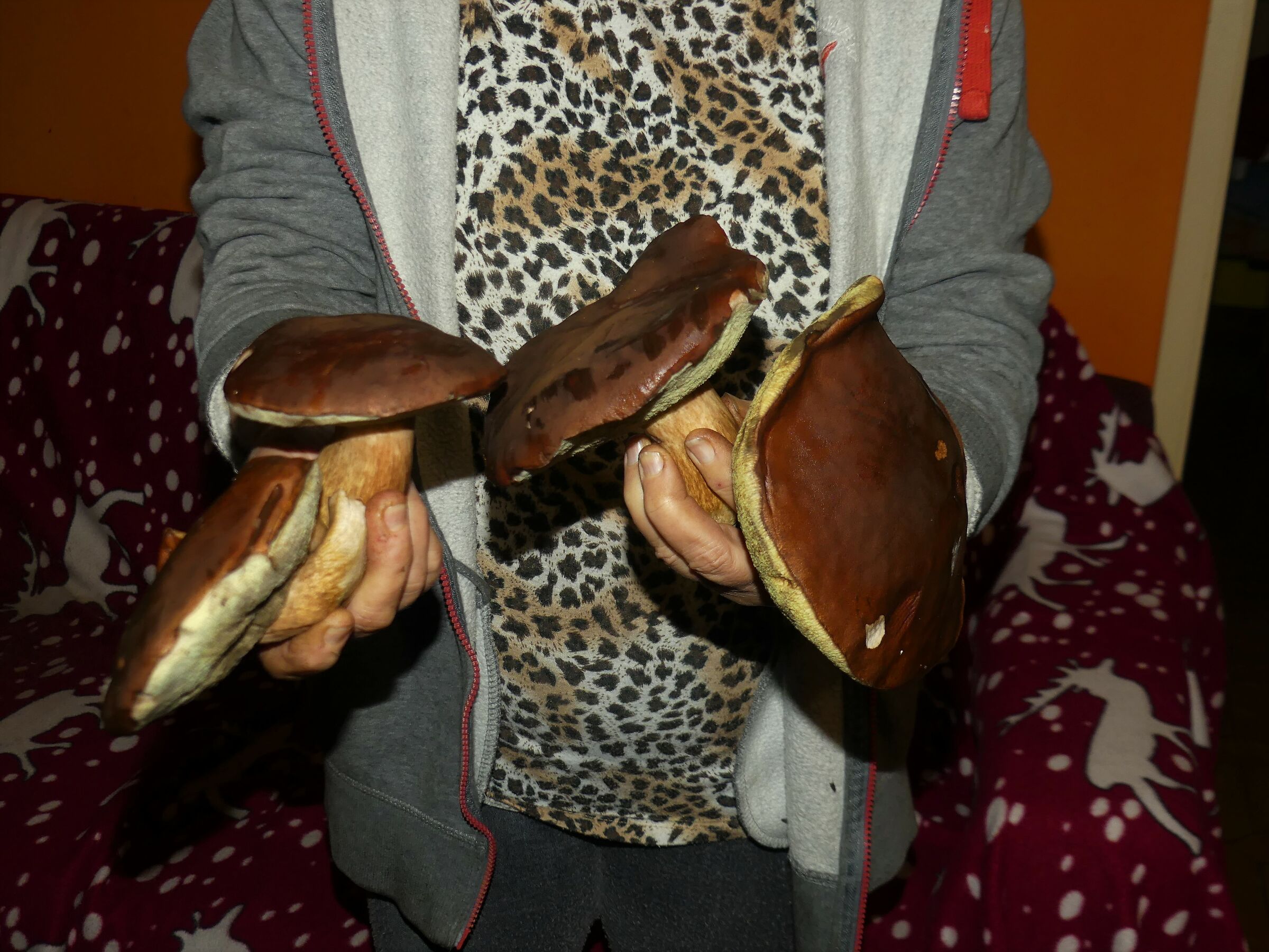 Mushrooms from my country