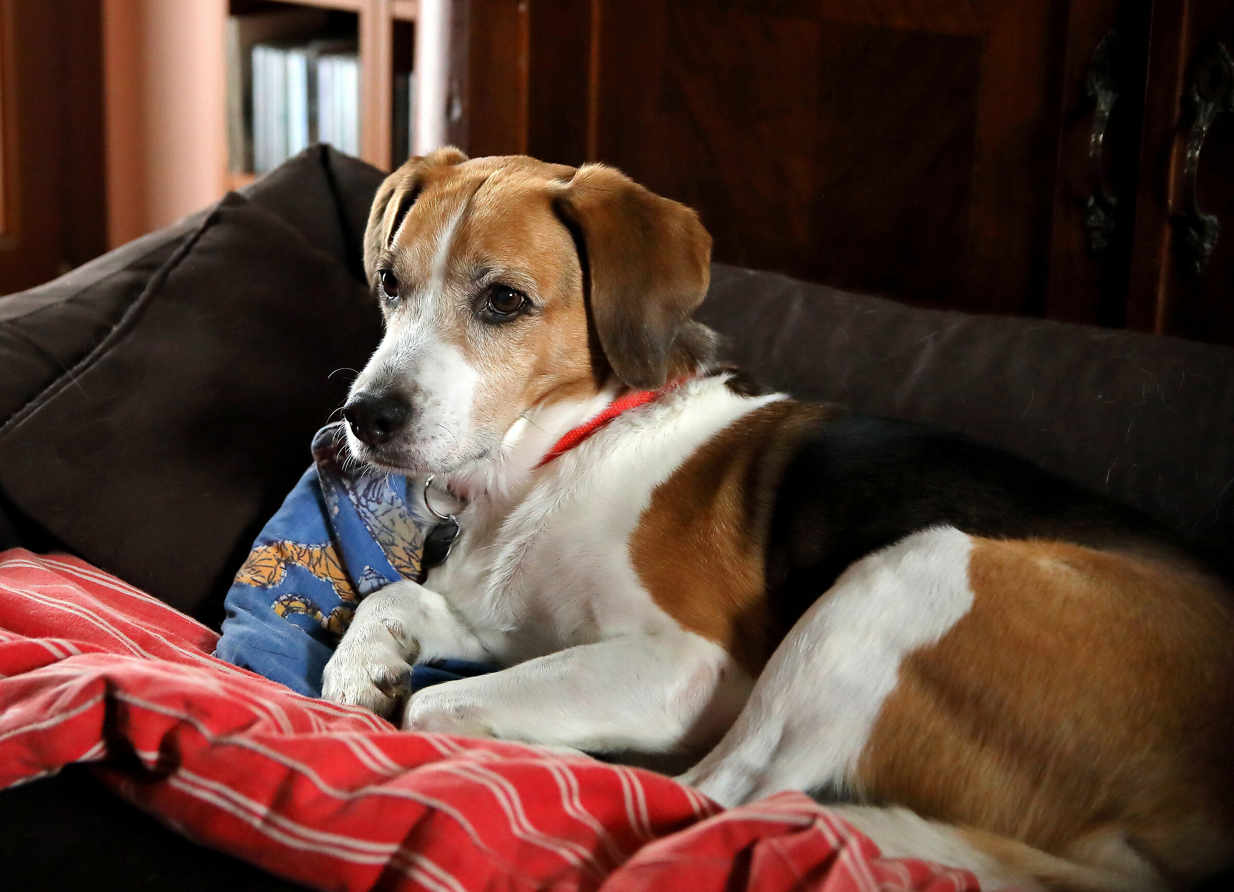 Sigma test 15-55 on 5D4