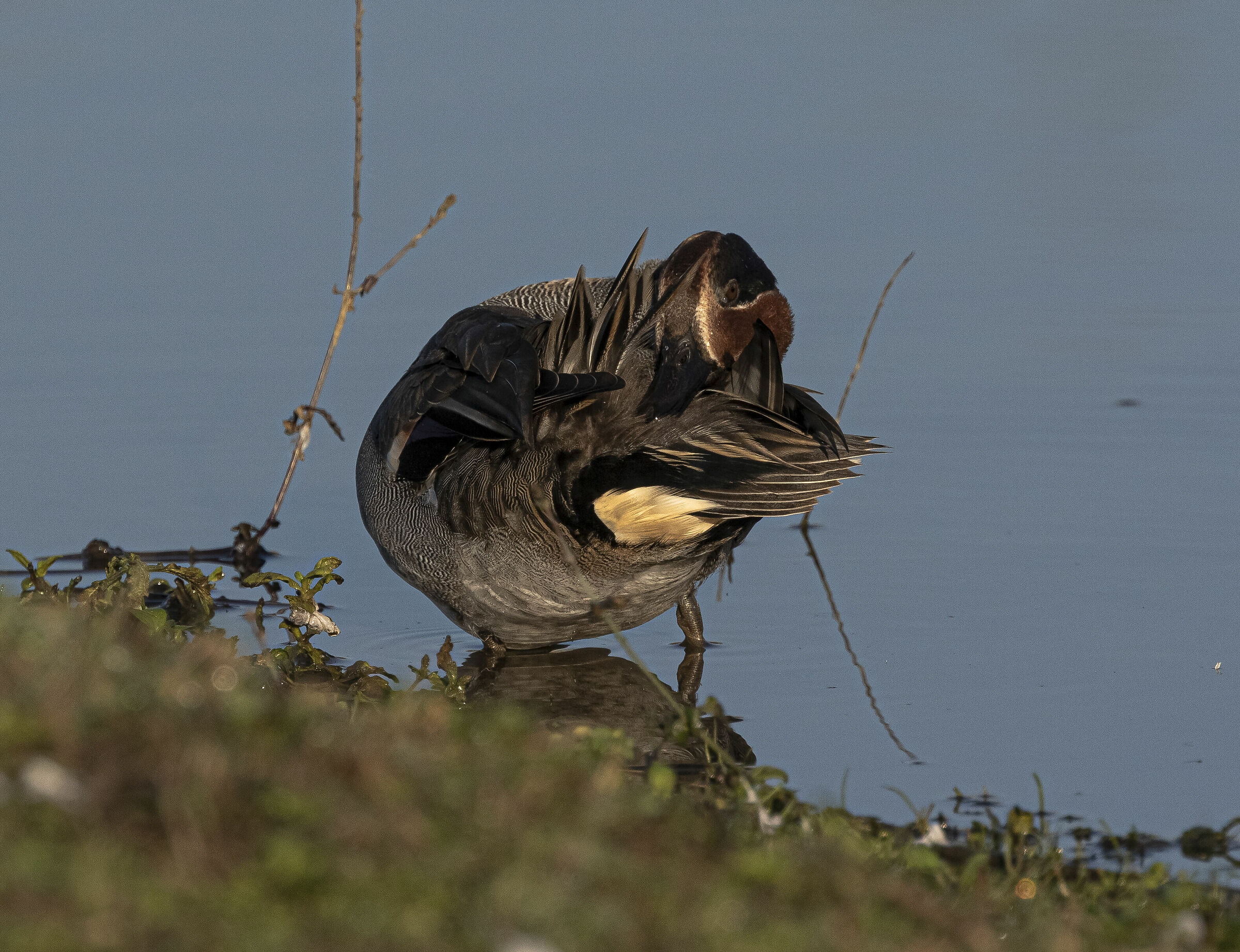 Combing in the morning (Anas Crecca)