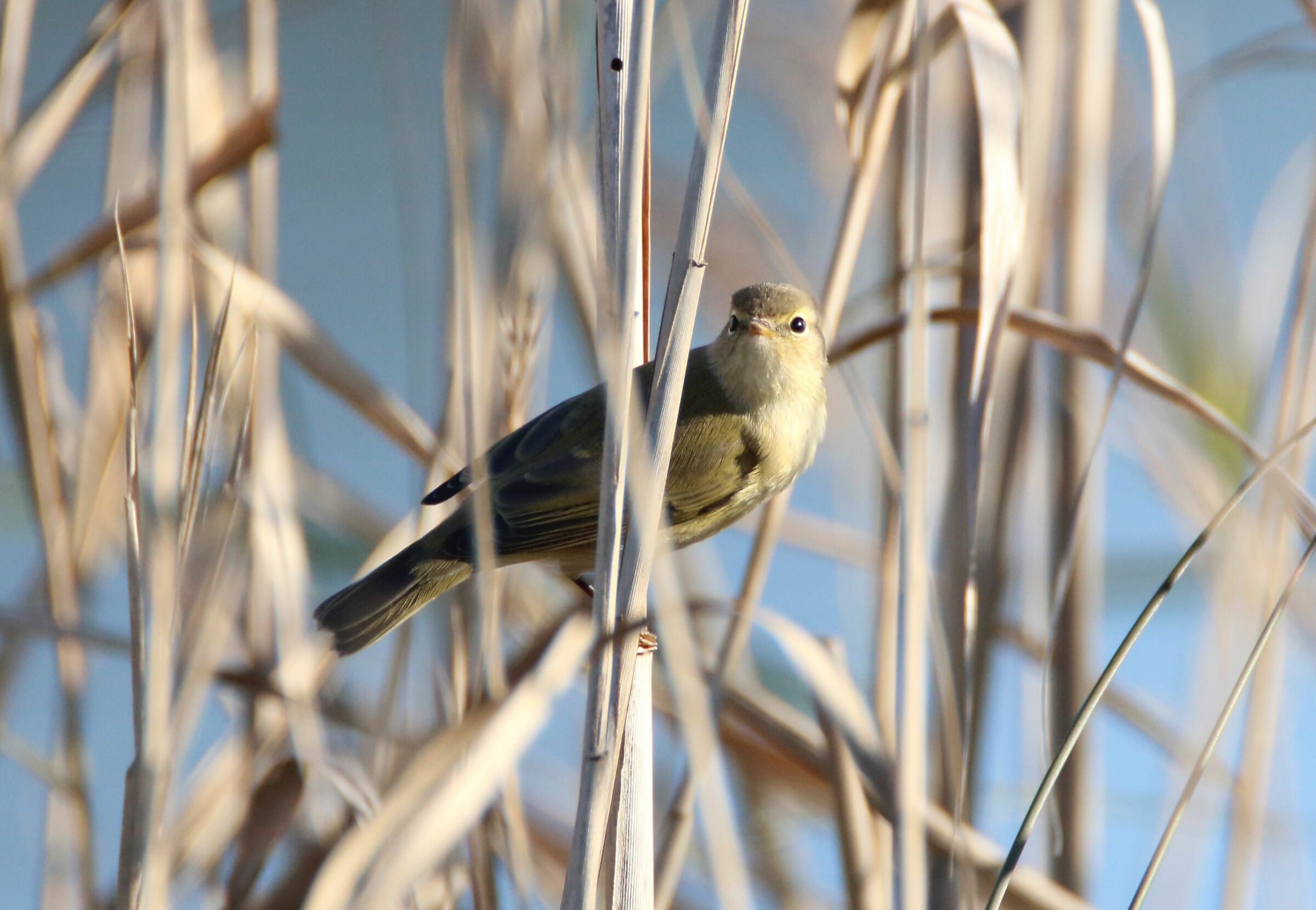Bocca di Serchio (pi)