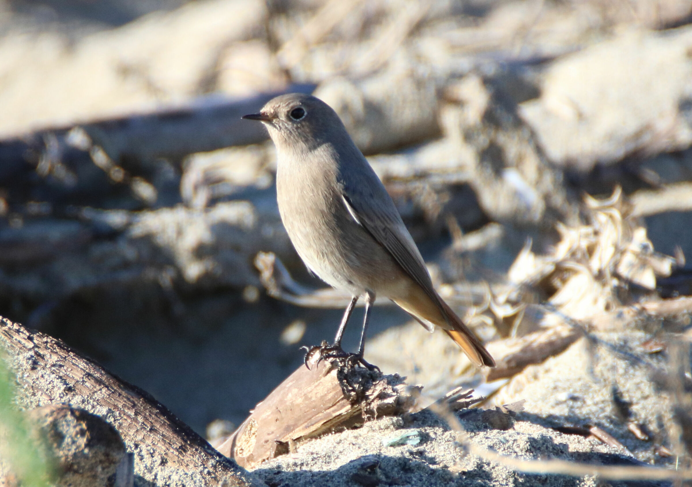 Codirosso Spazzacamino Bocca di Serchio (pi)