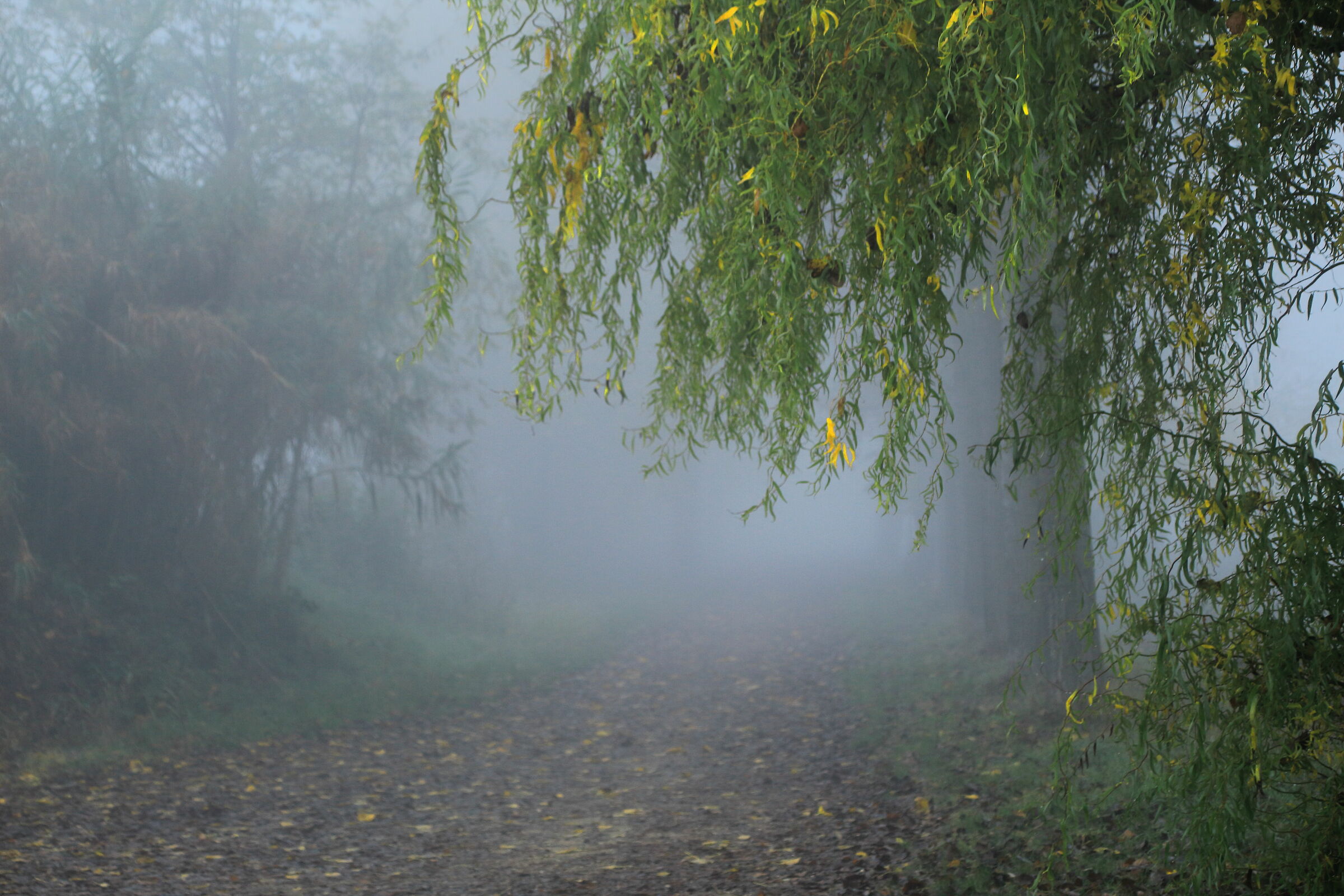 Nebbia