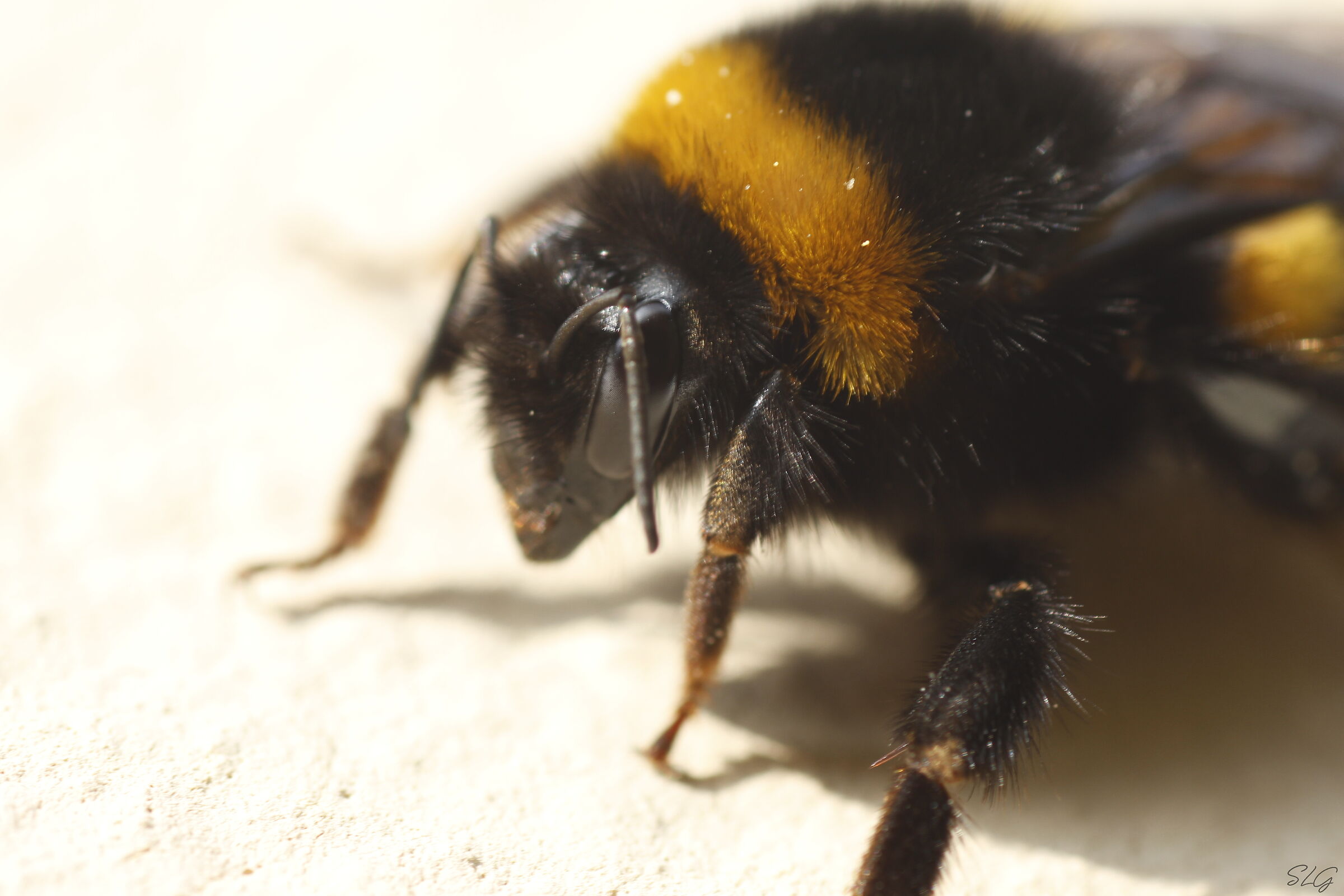 Dirty pollen bumblebee