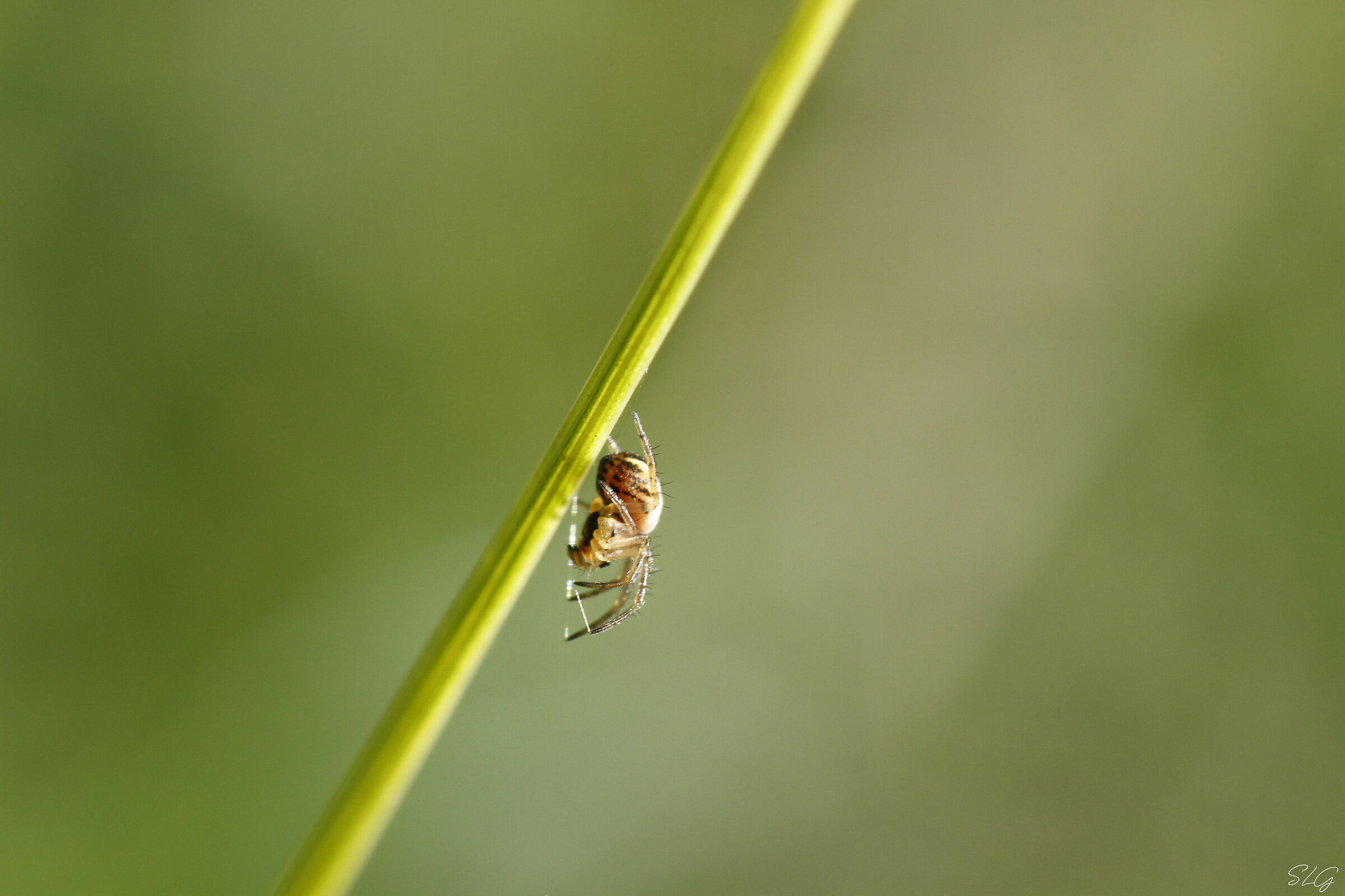 Small spider on blade of grass