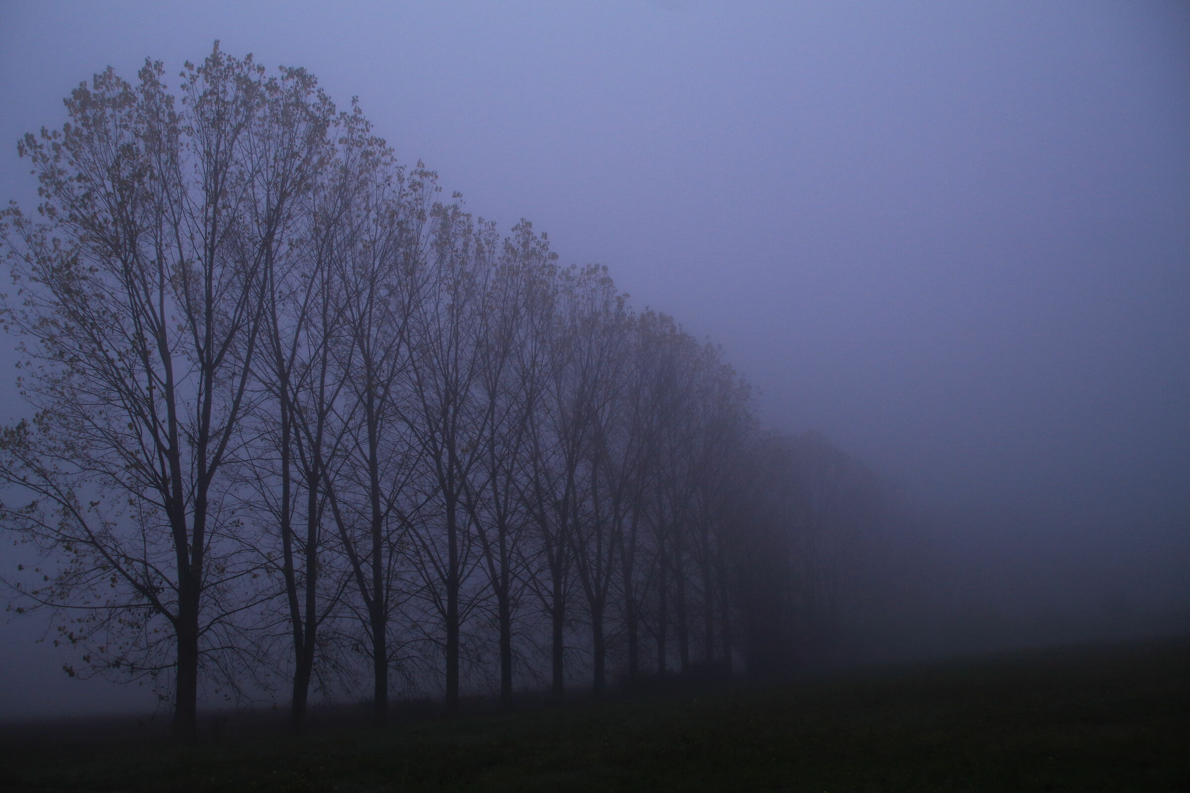 Nebbia