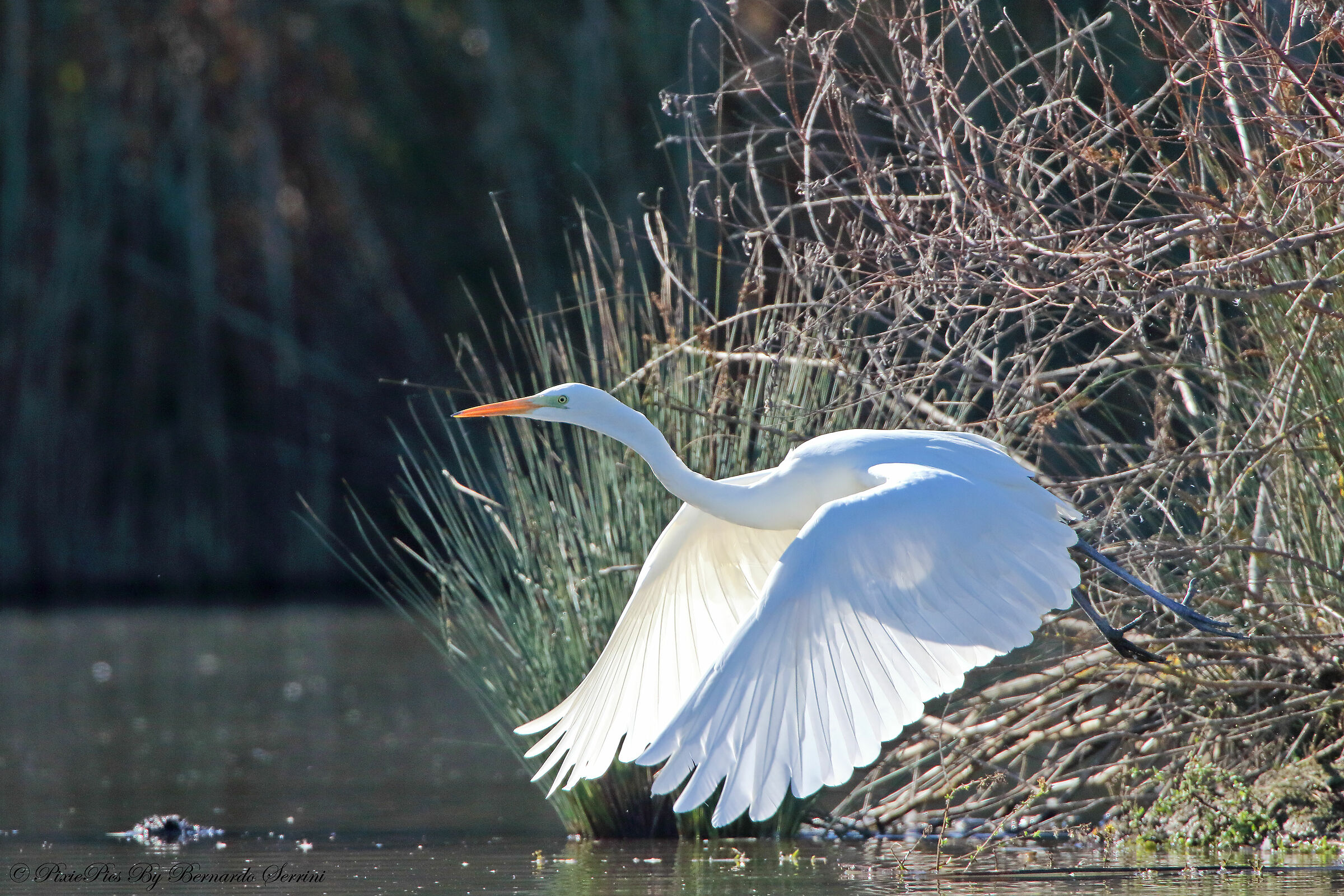 White heron
