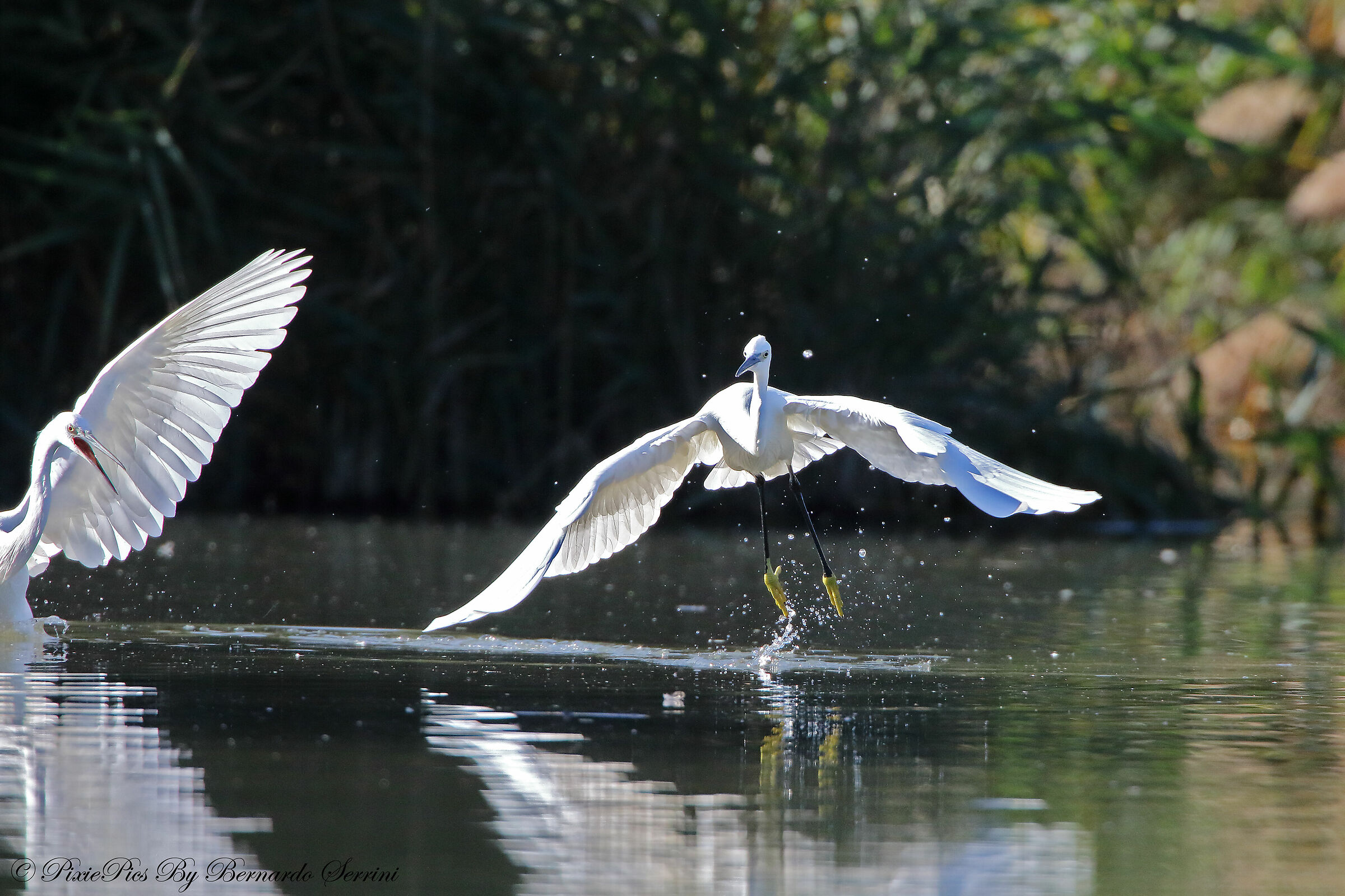 Egrets