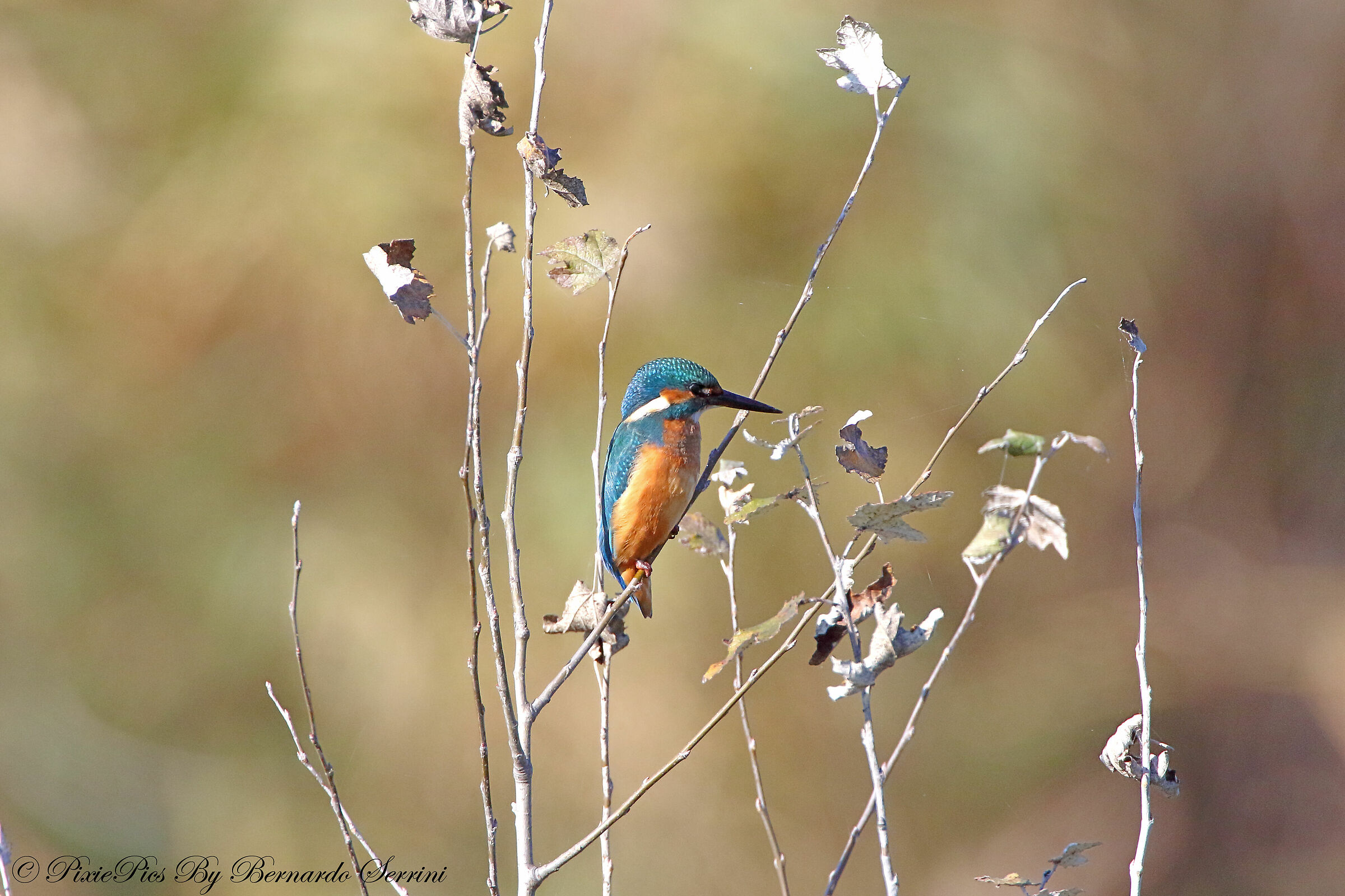 Kingfisher