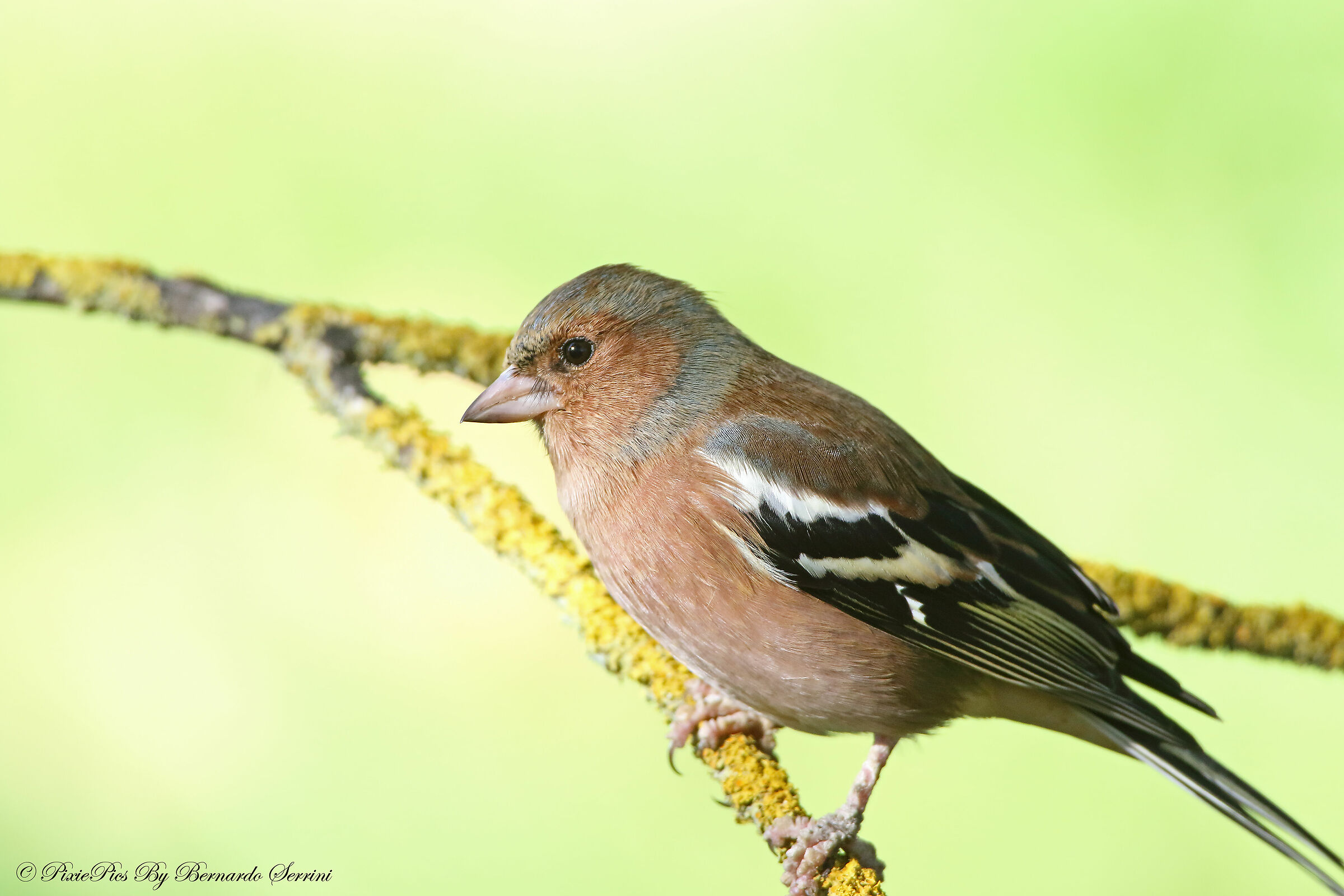 Chaffinch