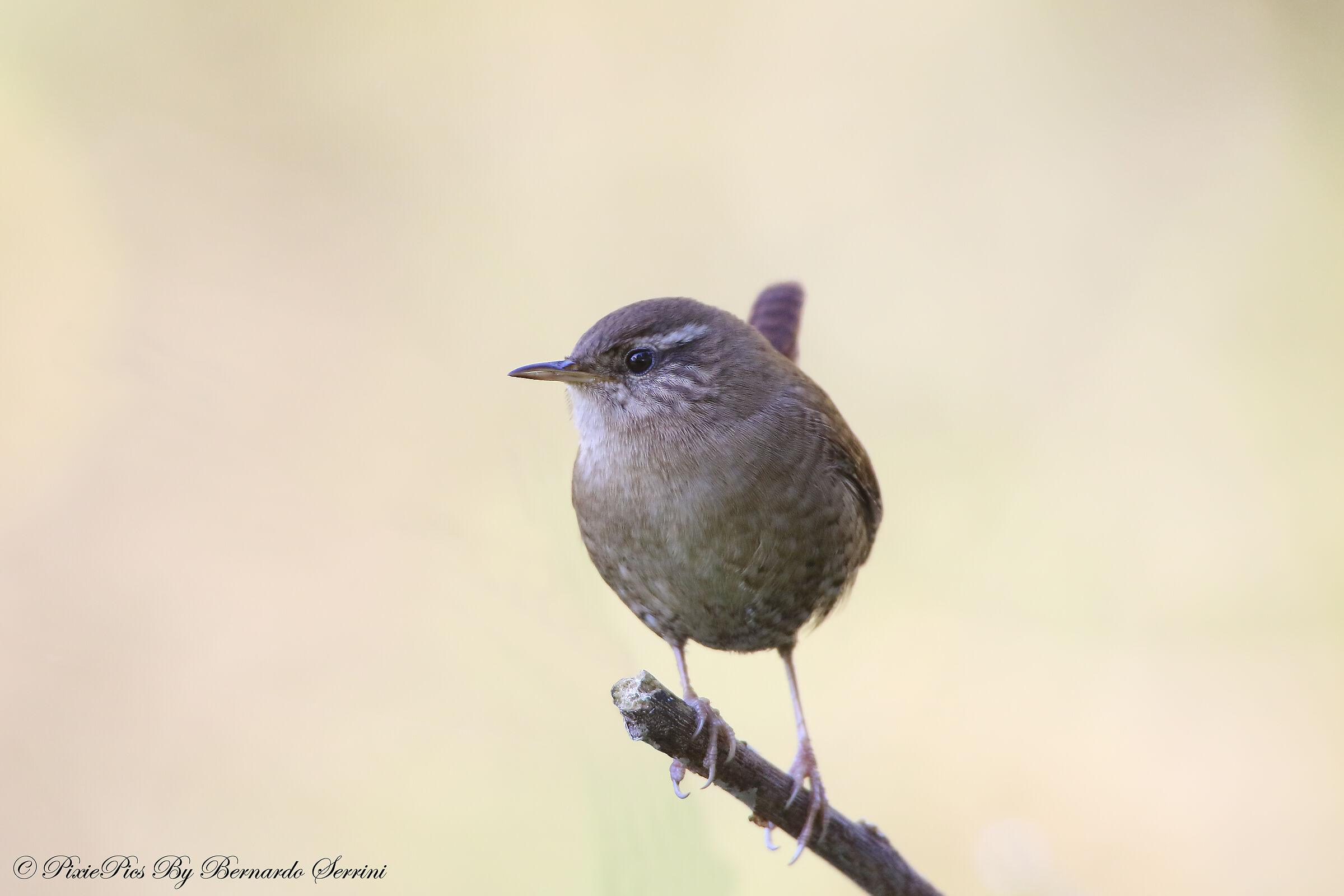 Wren