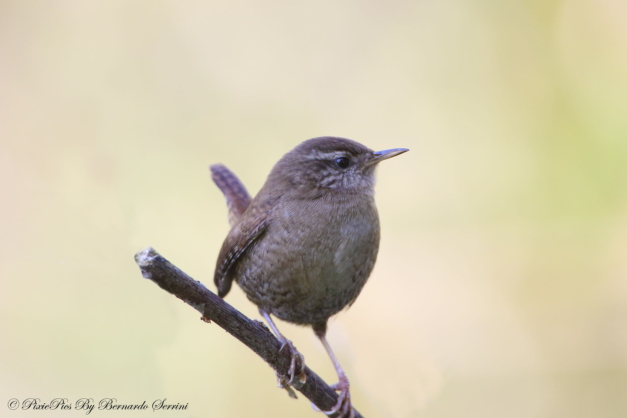 Wren