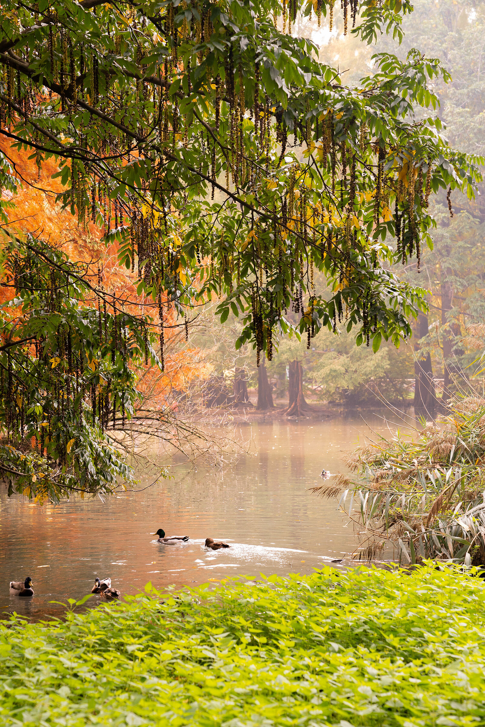 Glimpse of Parco Sempione