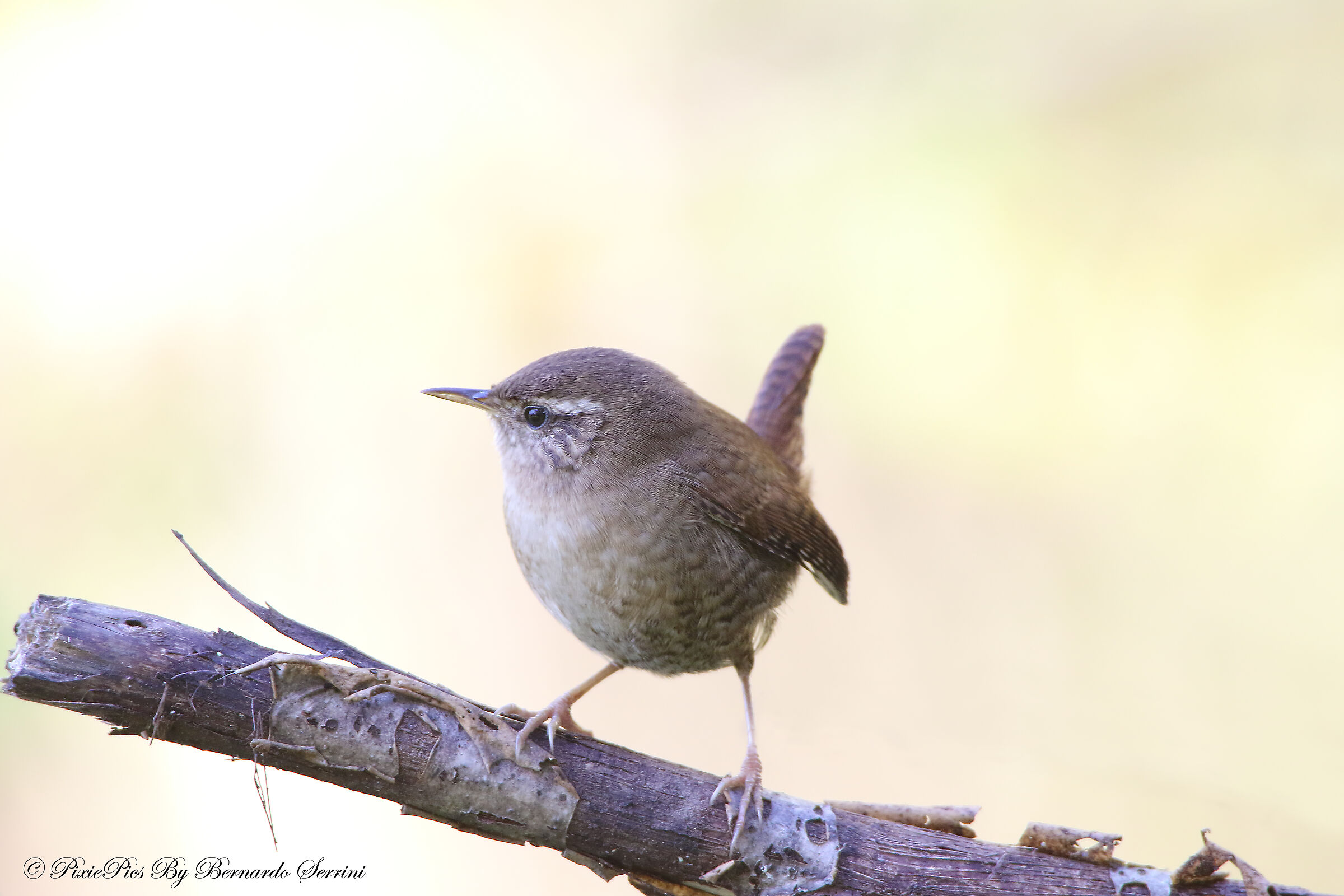 Wren