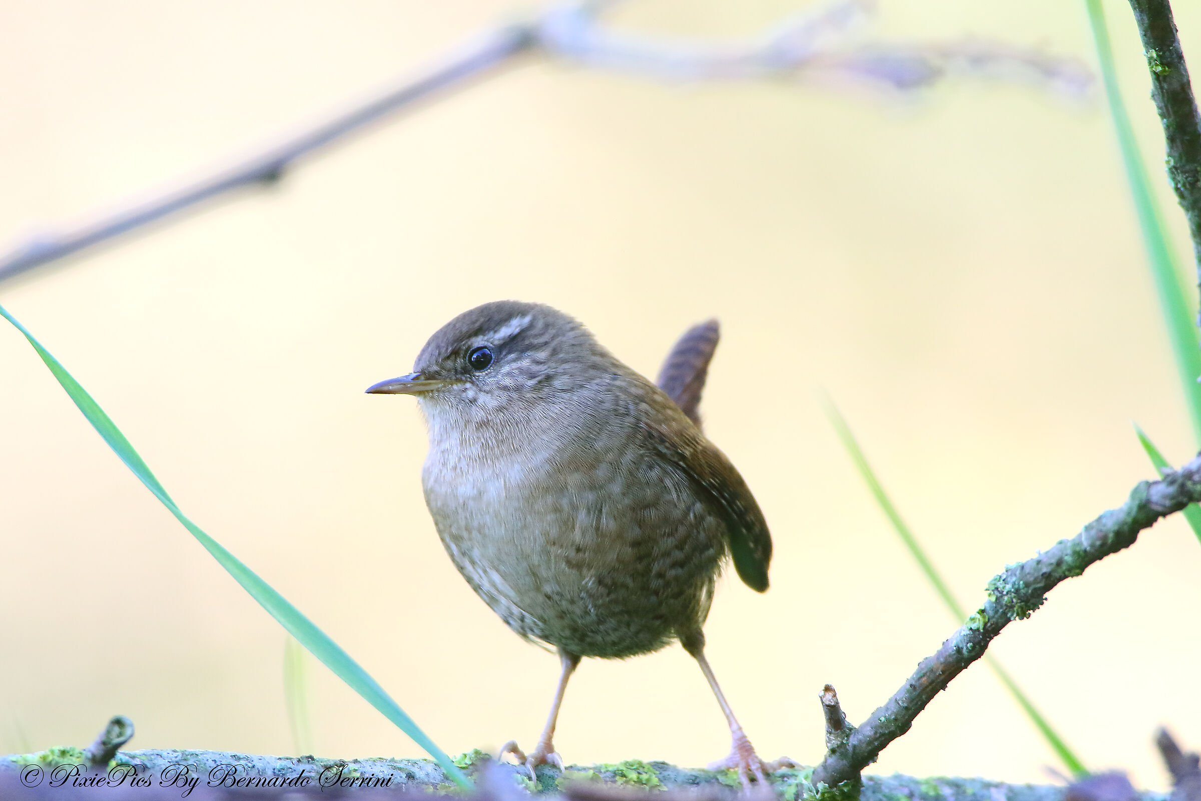Wren