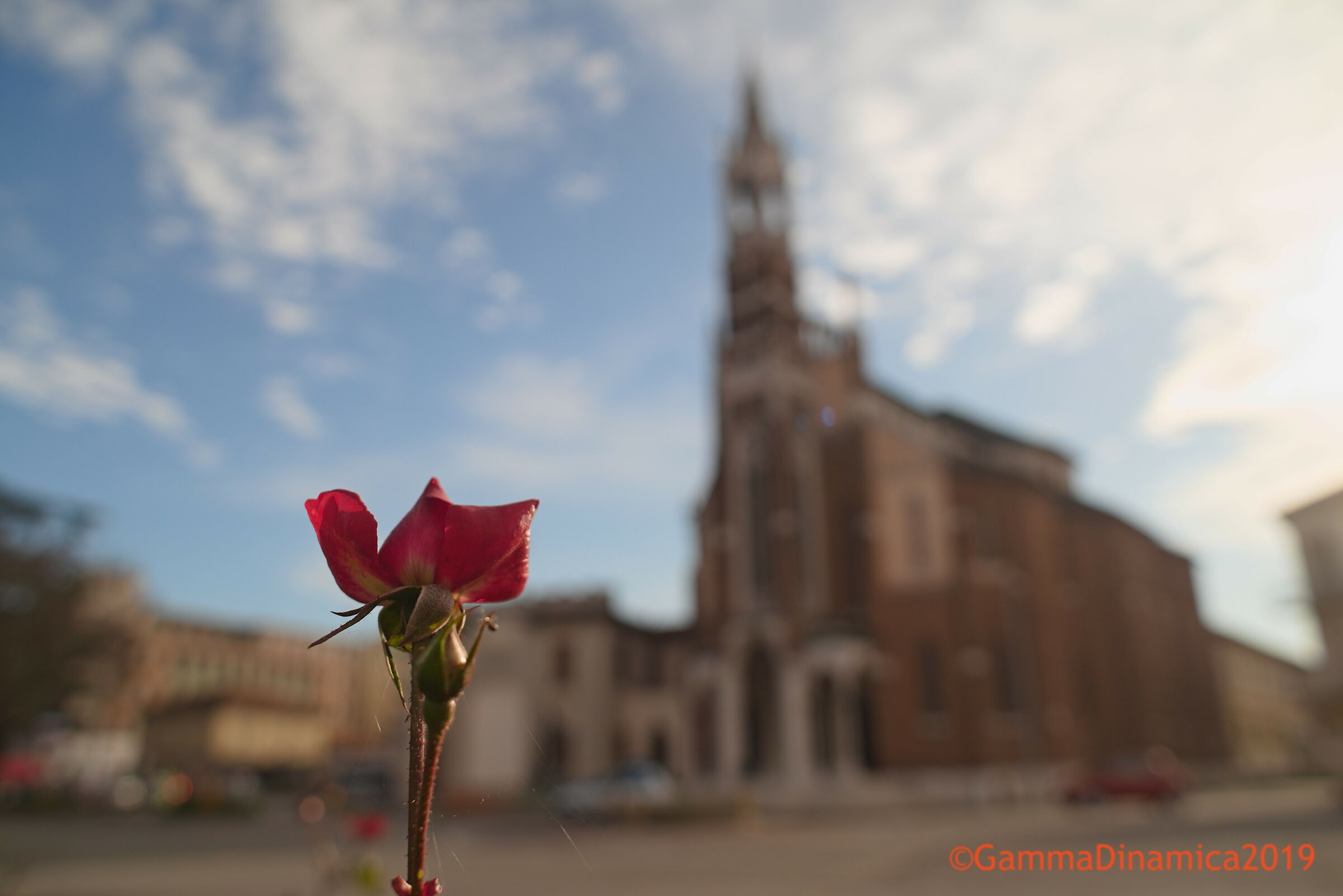 Close up di un fiore
