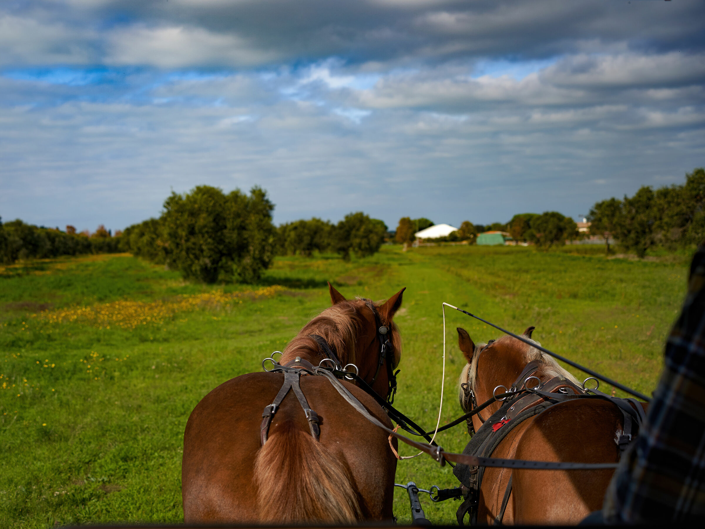 In buggy among the olive trees