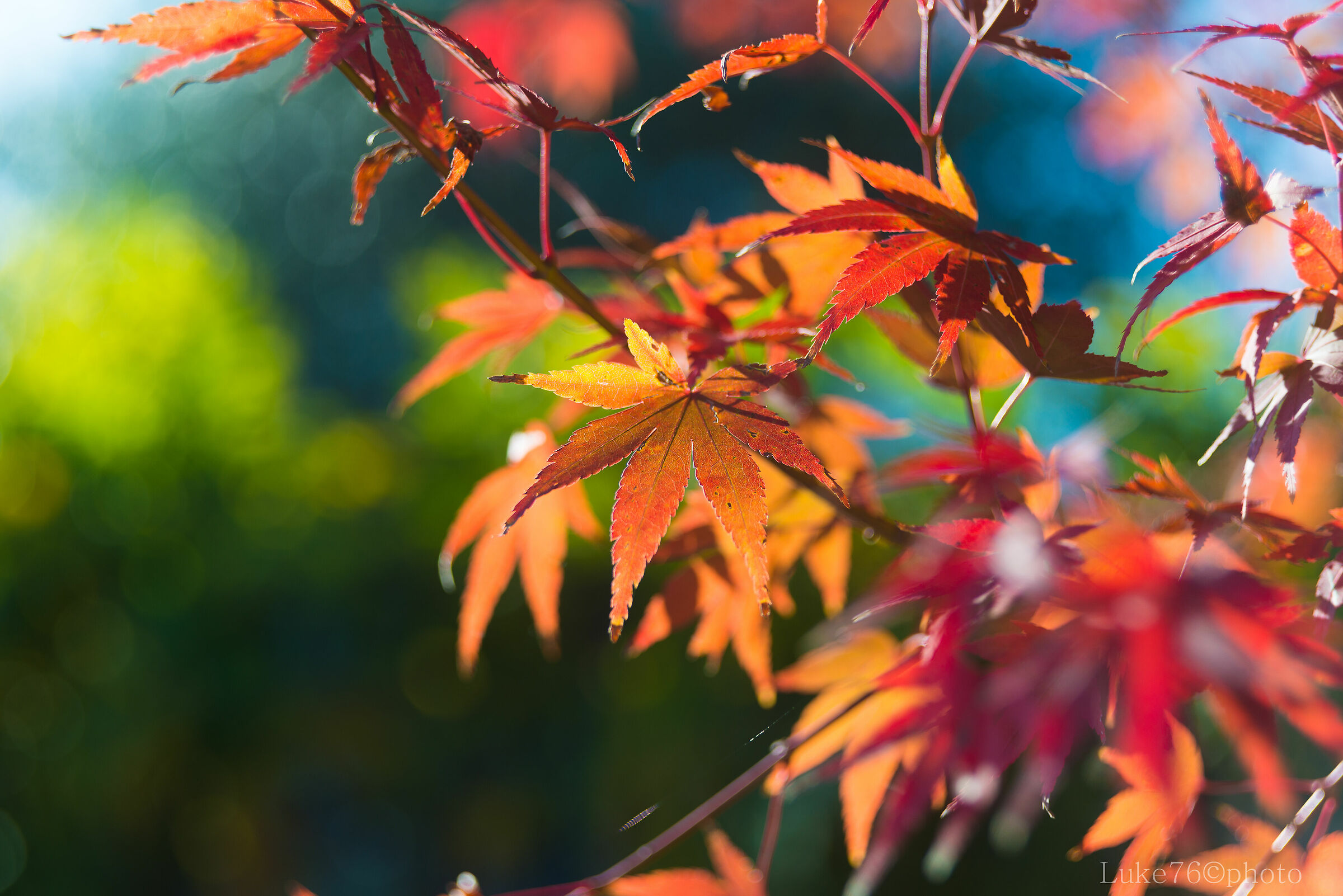 Autumn and its colors