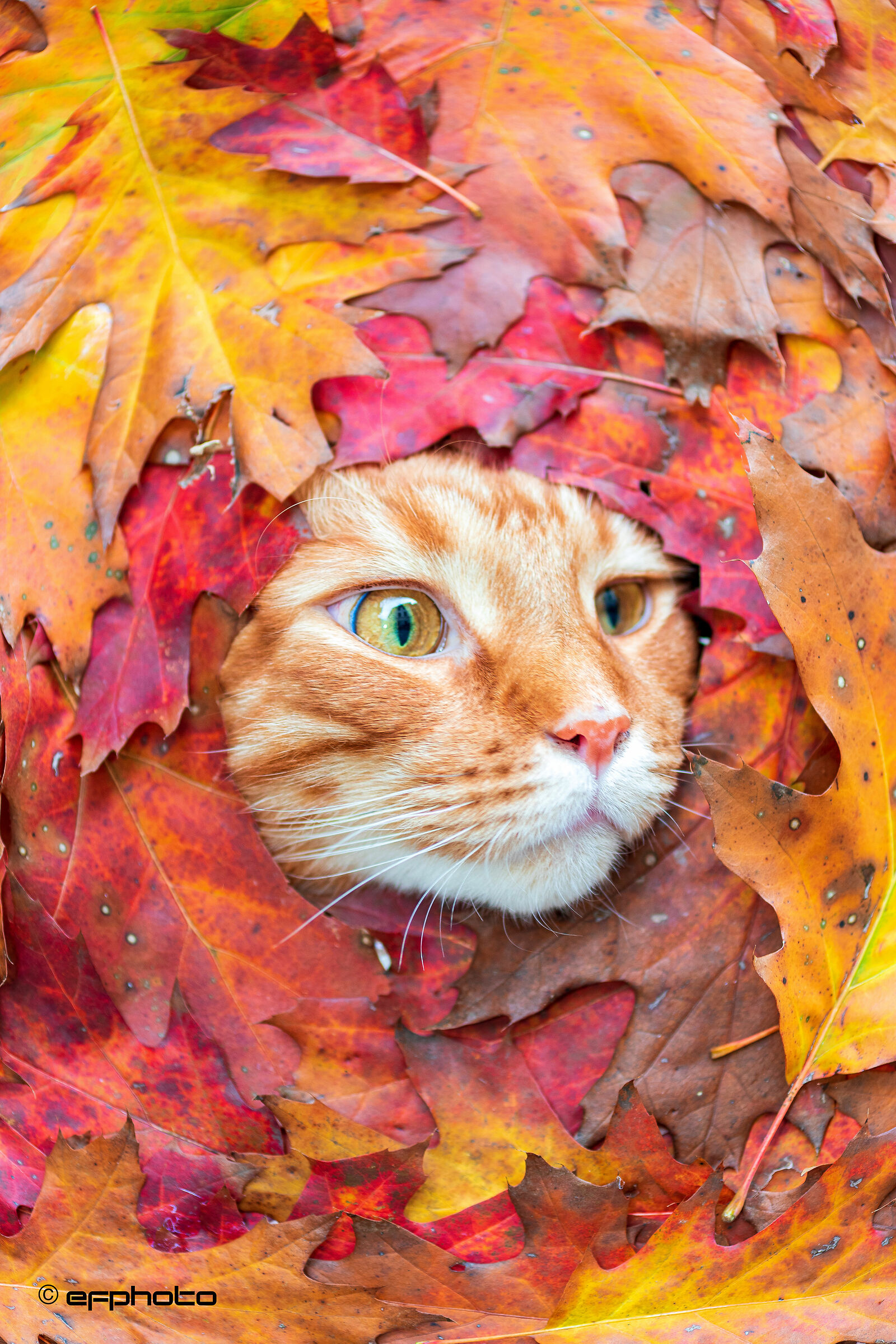 kiro in nature