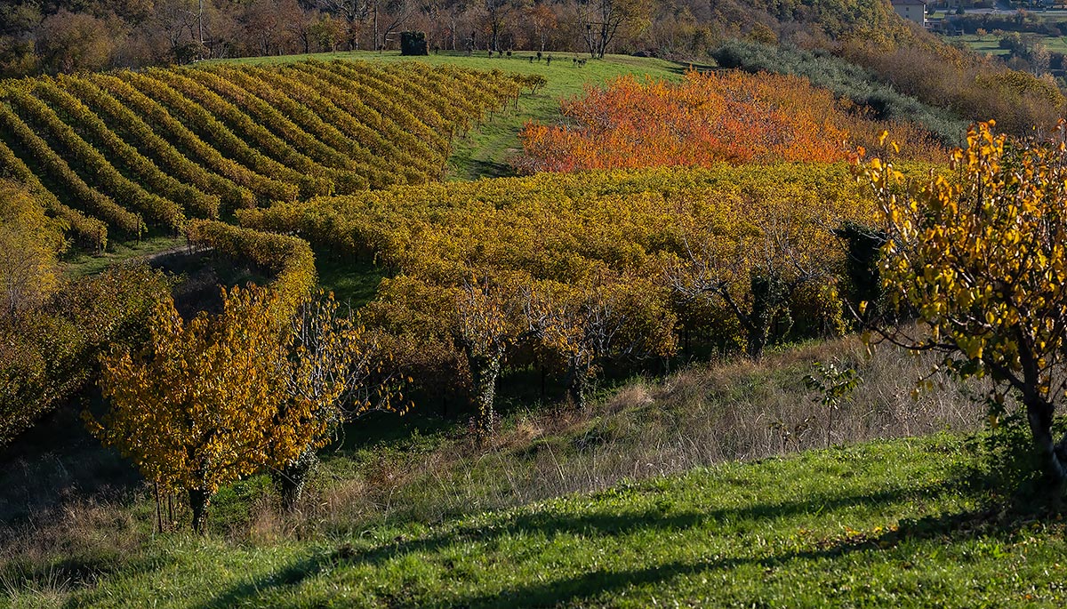 vineyards and cherry trees